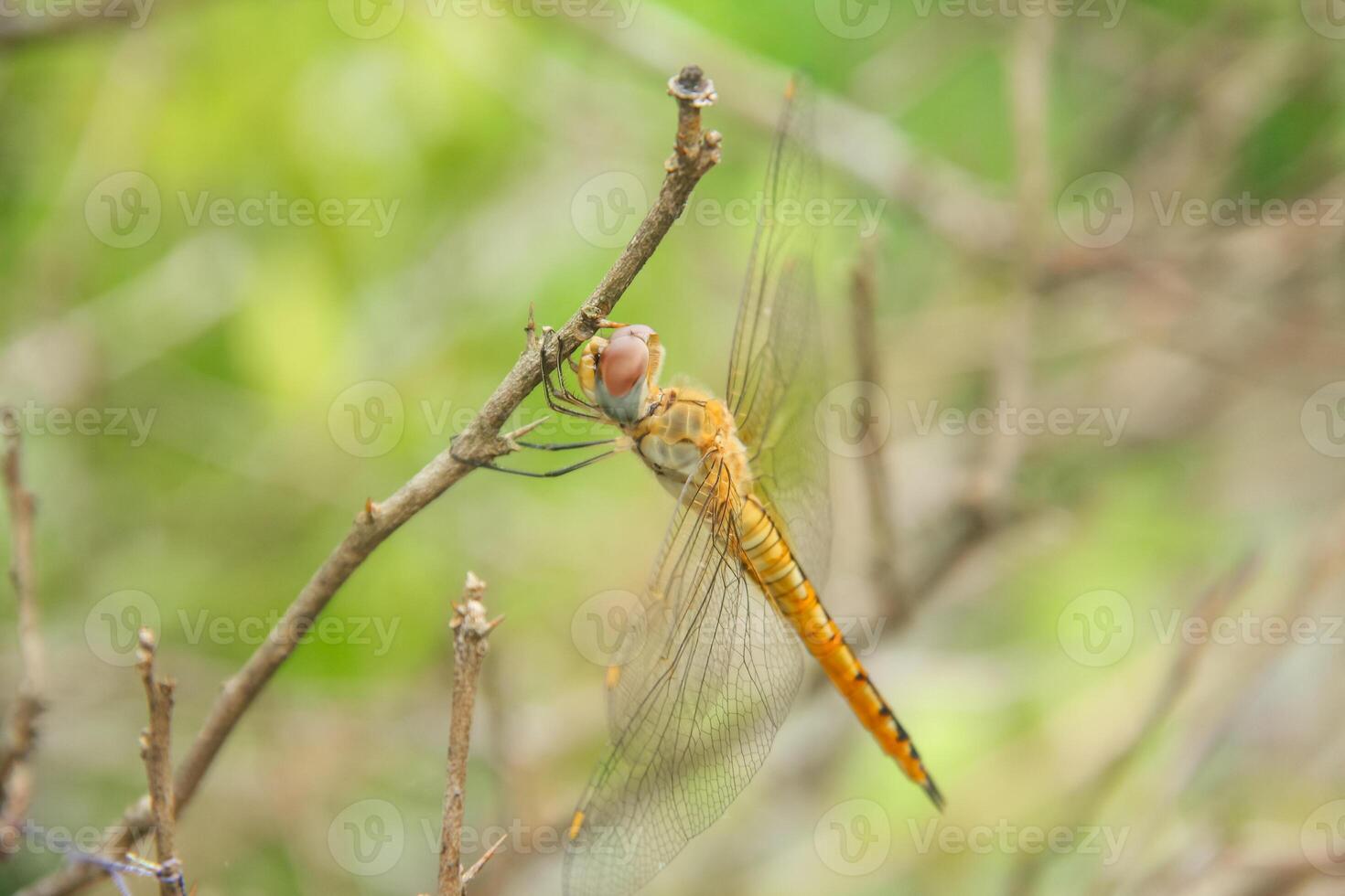 Pantala flavescens dragonfly or ciwet dragonfly, a species of yellow butterfly belonging to the Libellulidae family photo