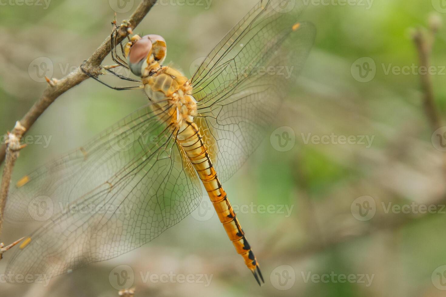 Pantala flavescens dragonfly or ciwet dragonfly, a species of yellow butterfly belonging to the Libellulidae family photo