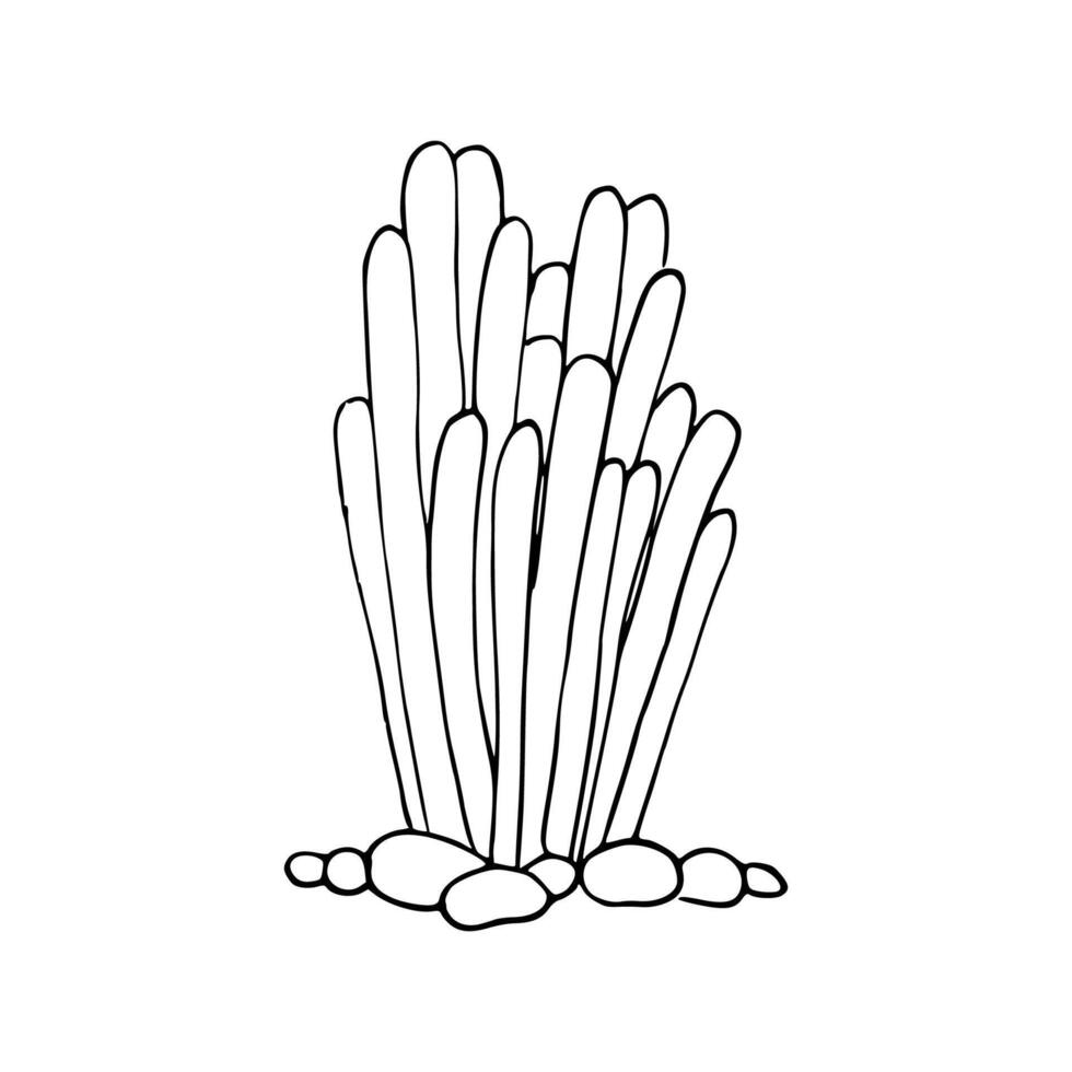cartoon of corals vector