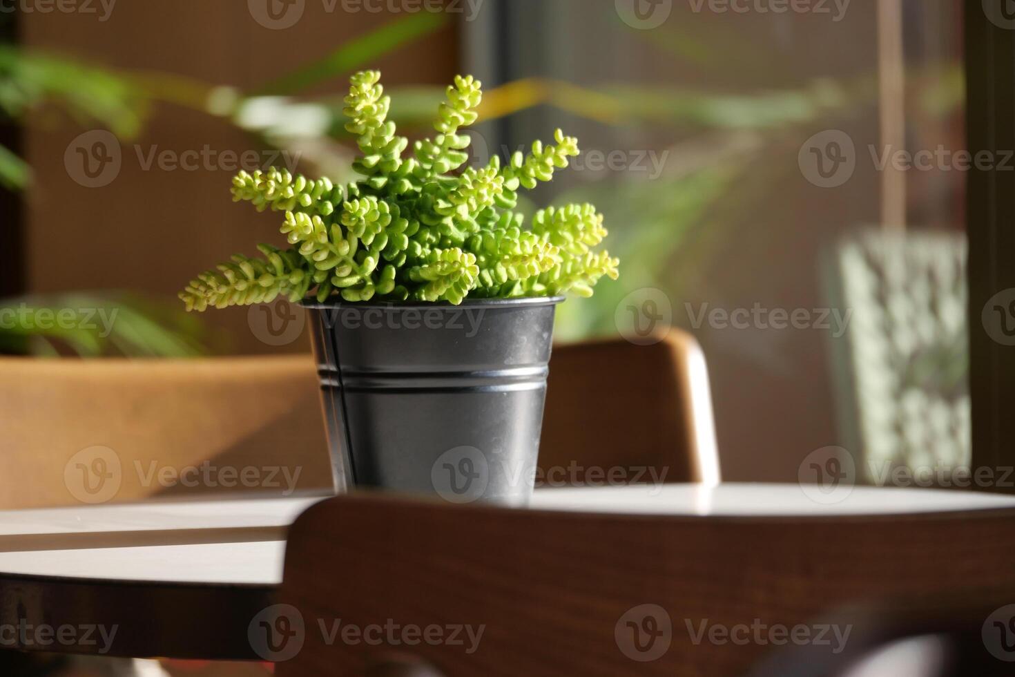 A beautiful green potted plant placed on a table in a modern cafe environment photo