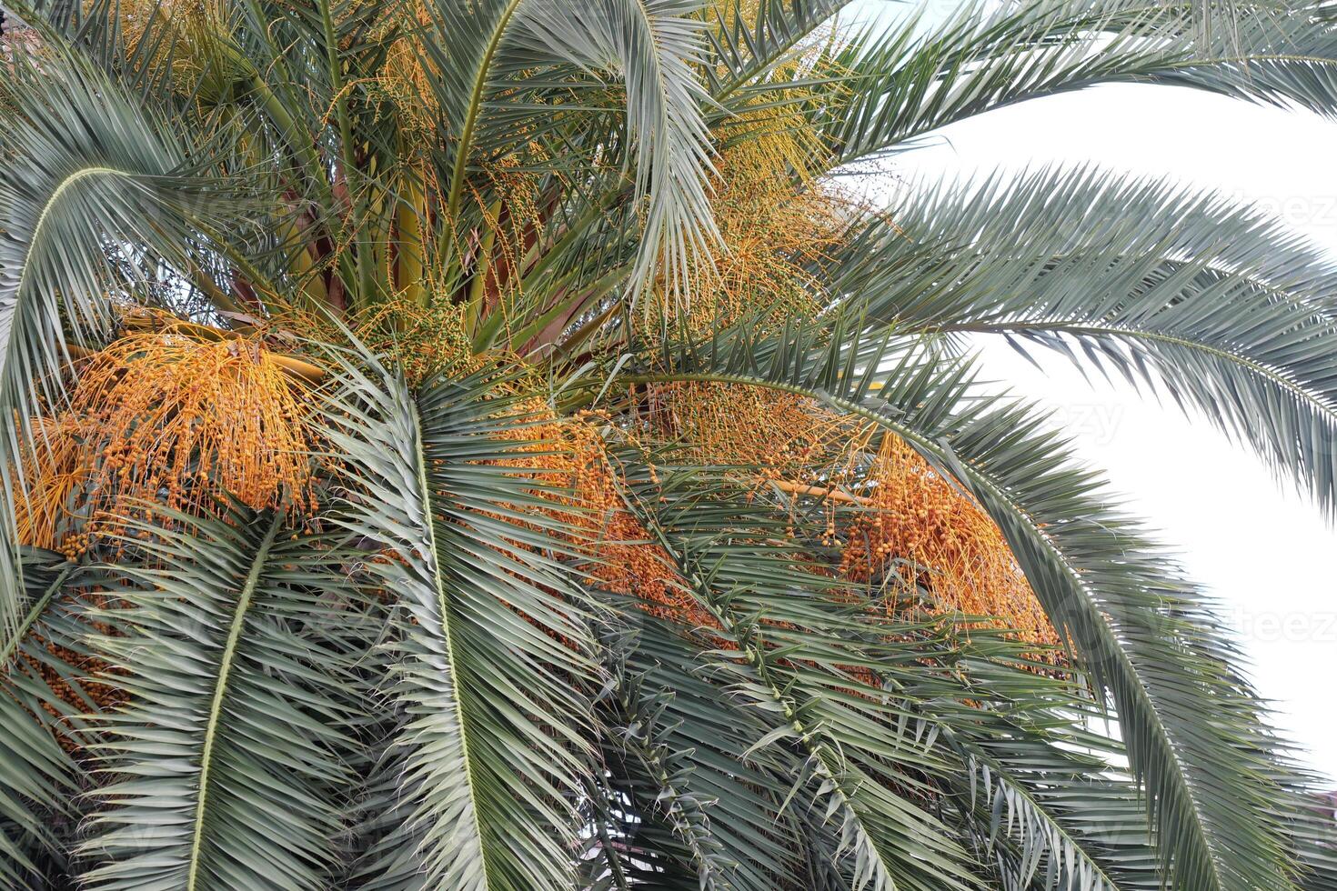 Golden Date Palm Fruits Are Hanging Down in Abundance, Creating a Stunning Visual Appeal photo