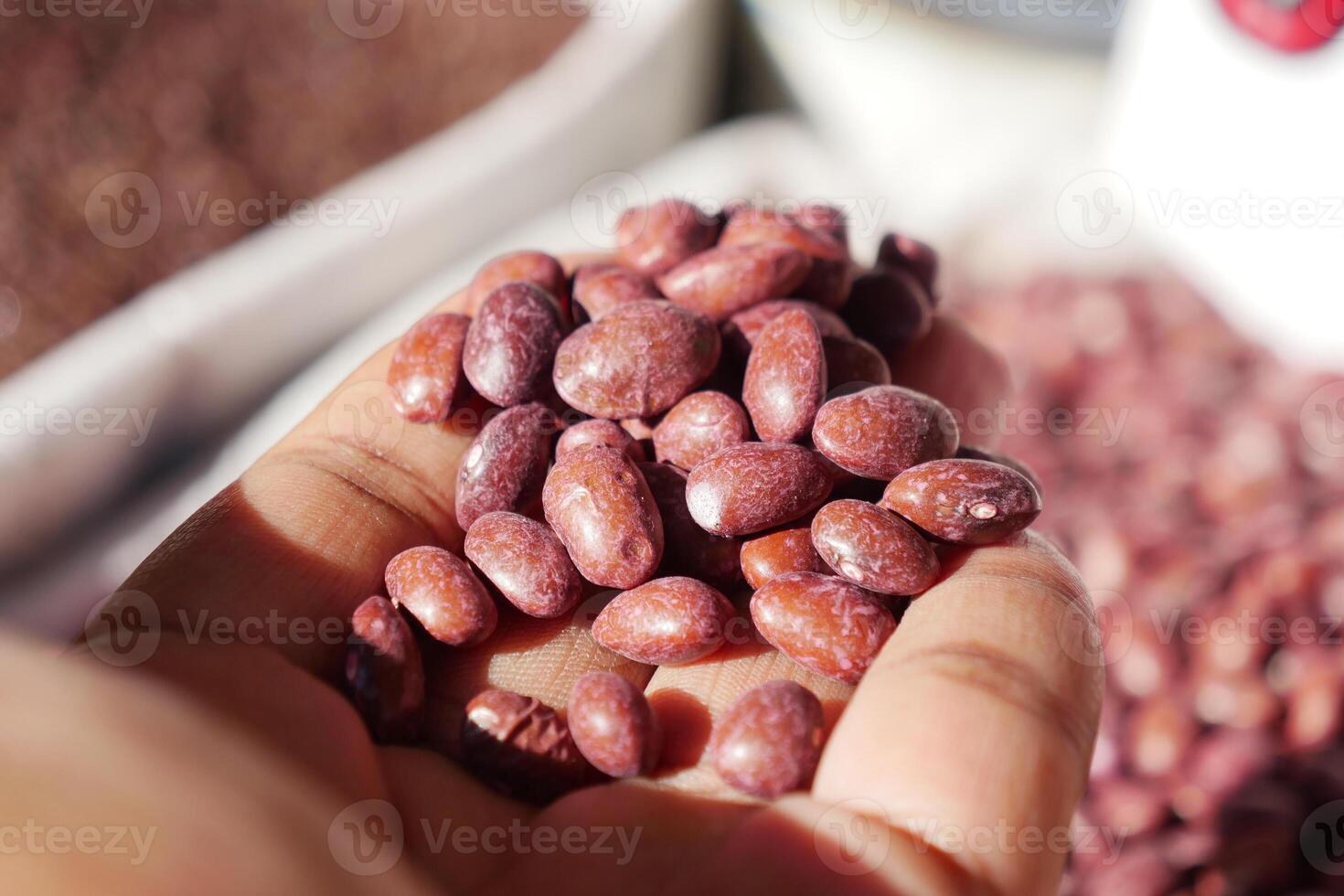 A handful of fresh kidney beans held in hand, captured in soft light photo