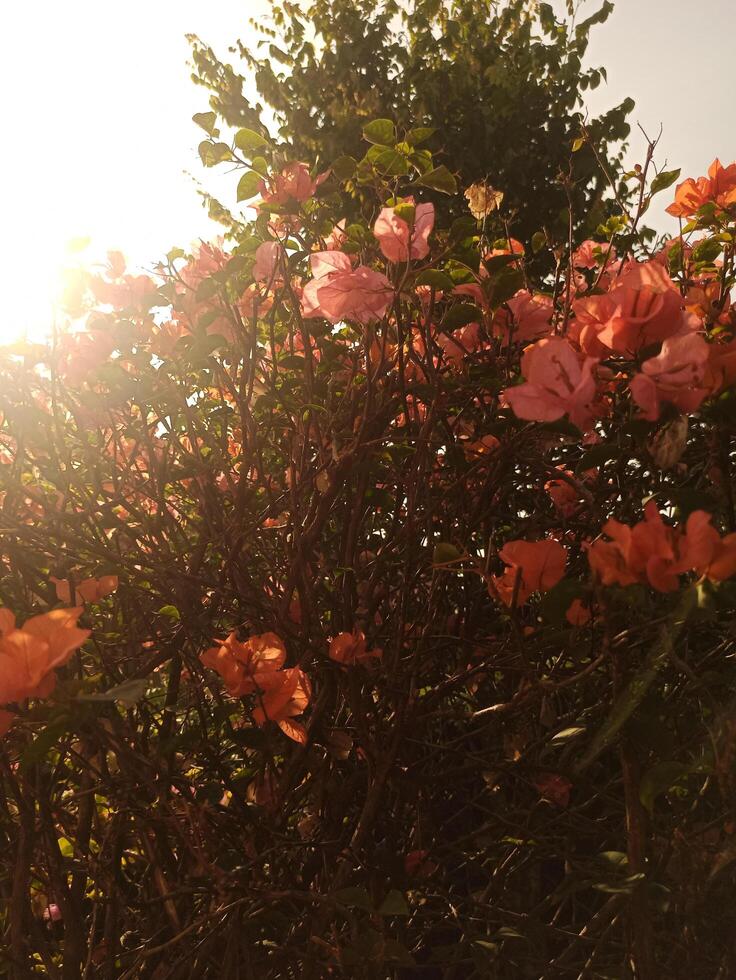 A bush with pink flowers in the sun photo