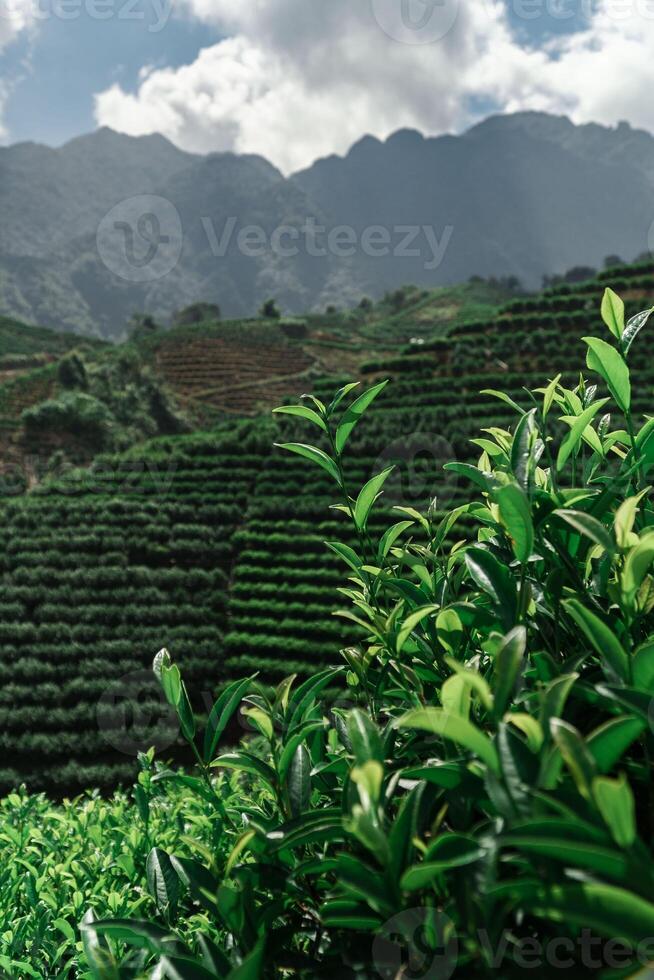 The Lush Green Tea Fields, Magnificently Enveloped by the Majestic Mountains in the Background photo