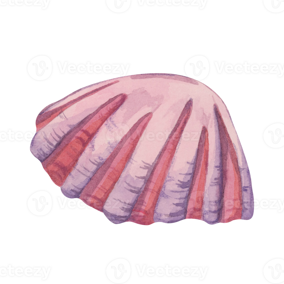 A pink watercolor shell clipart with ridges. Scallop shell illustration beach-themed apparel, underwater mollusk drawing for scrapbooking, or product packaging for ocean-inspired brands. Marine life png