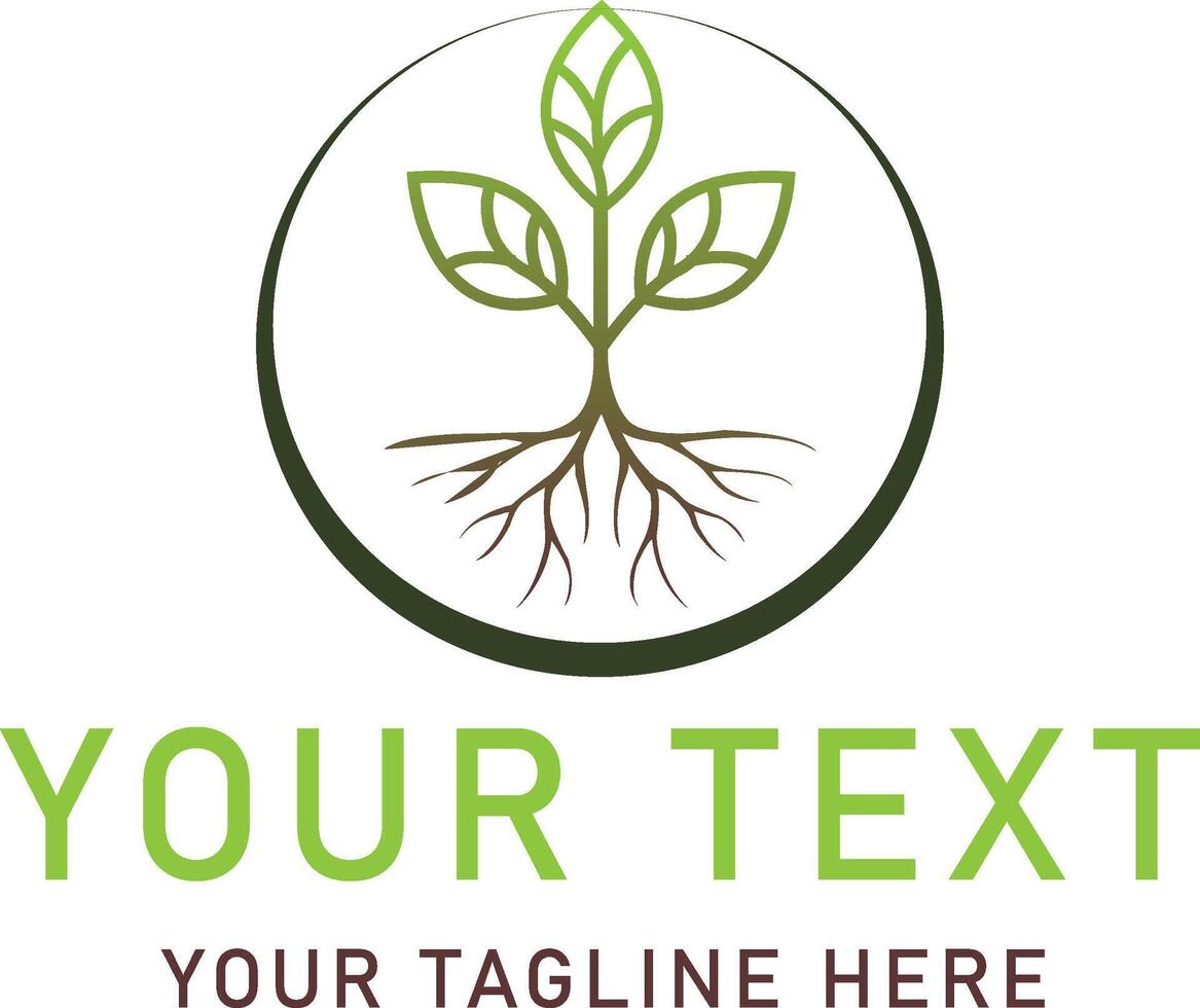 A tree seedling has three leaves vector