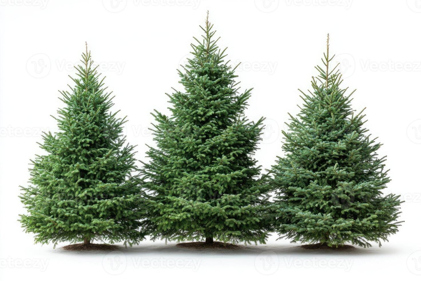 Three perfect christmas trees standing on white background photo