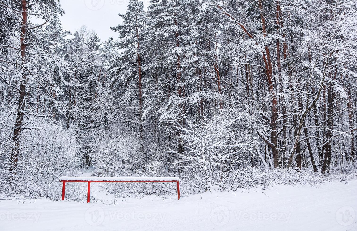 Beautiful winter forest with snowy trees. A lot of thin twigs covered with white snow photo