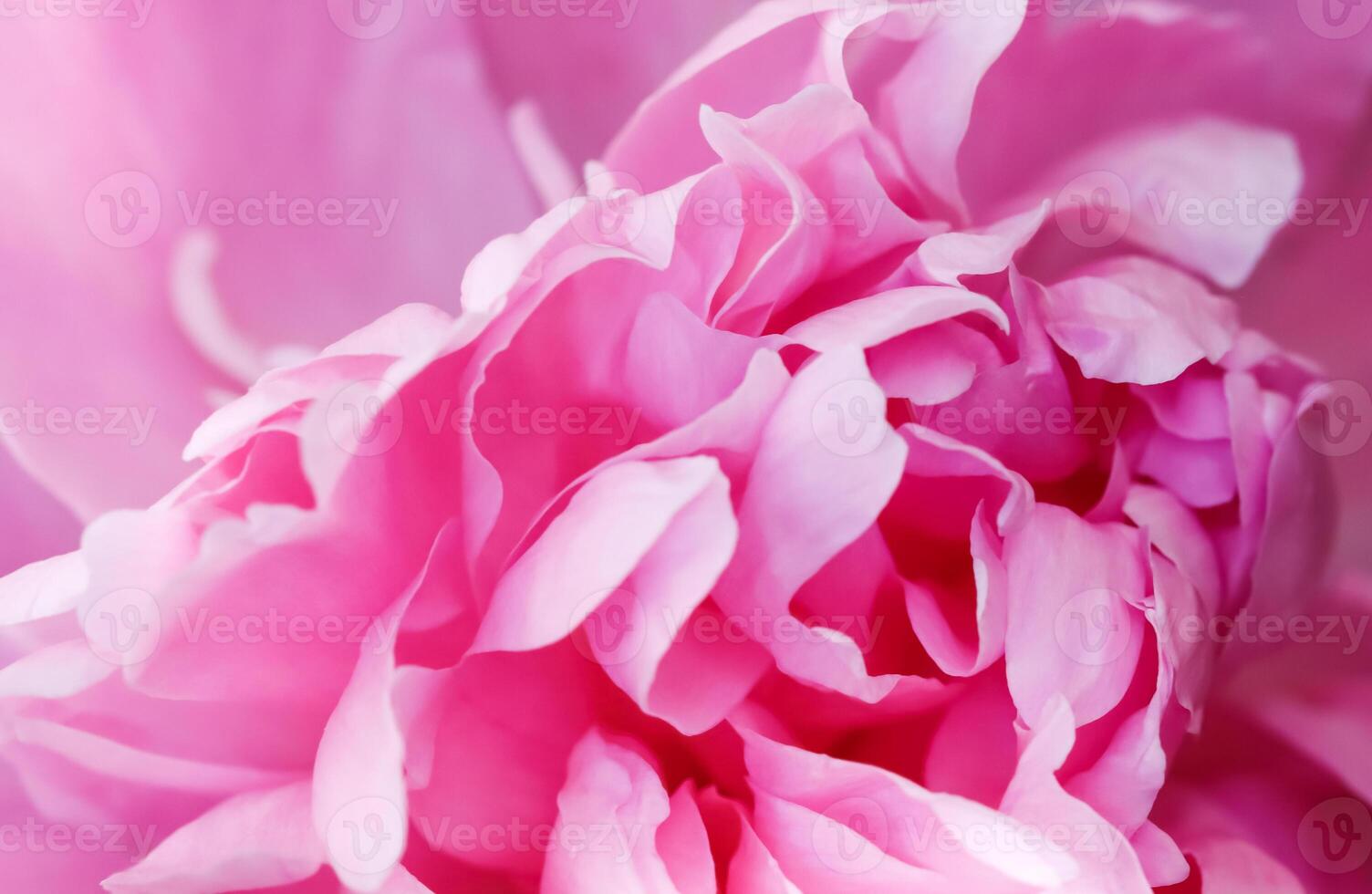 Soft focus, abstract floral background, pink peony flower petals. Macro flowers backdrop for holiday brand design photo