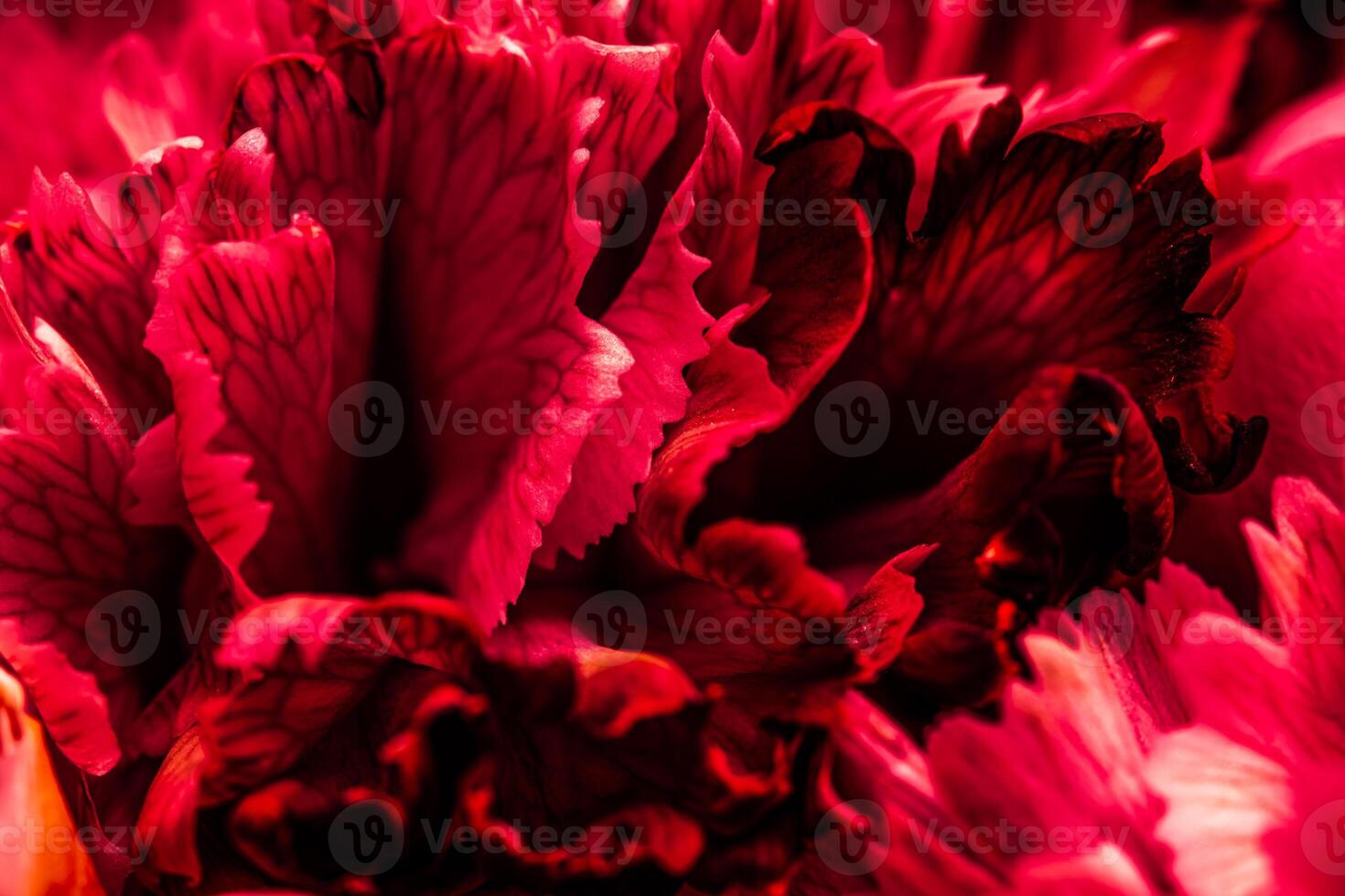 Abstract floral background, red carnation flower petals. Macro flowers backdrop for holiday brand design photo