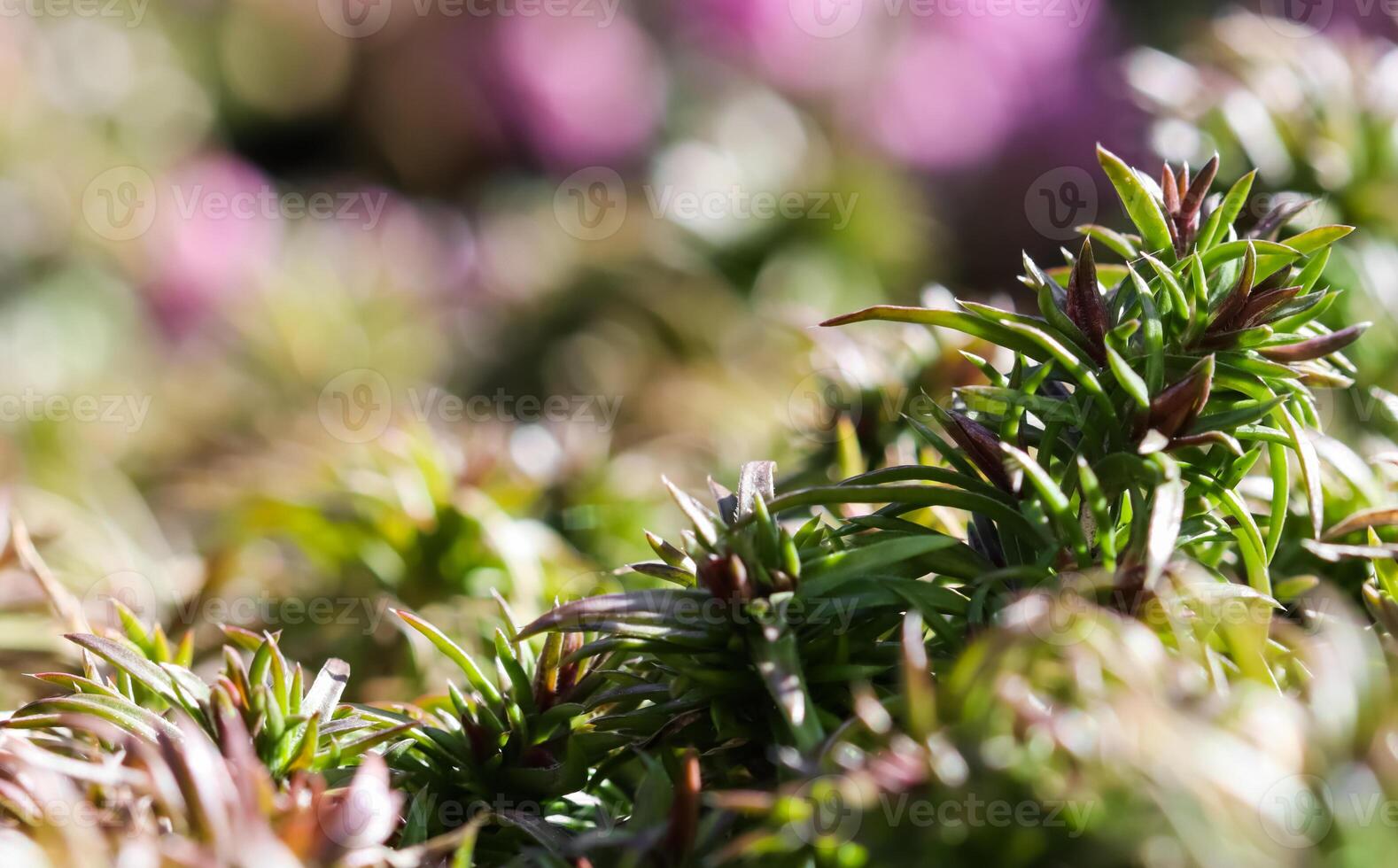 Green background of long spreading stems, foliage and buds of Creeping Phlox flowers in the garden photo