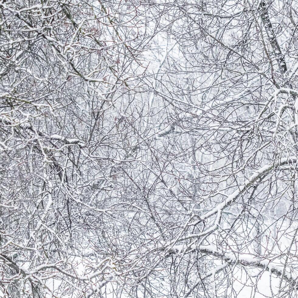 Fairytale fluffy snow-covered trees branches, nature scenery with white snow and cold weather. Snowfall in winter park photo