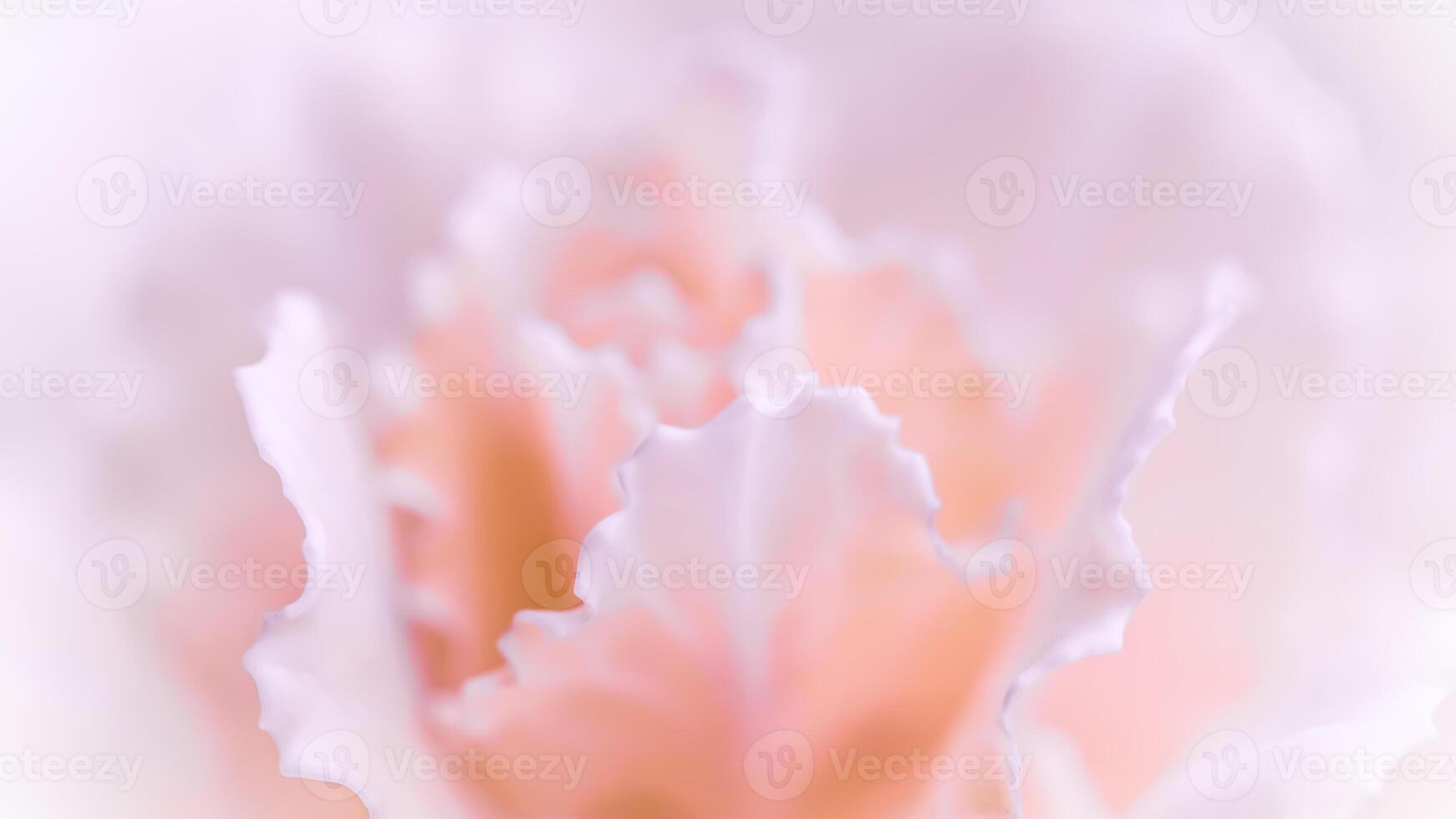 Abstract floral background, pale pink carnation flower. Macro flowers backdrop for holiday brand design photo