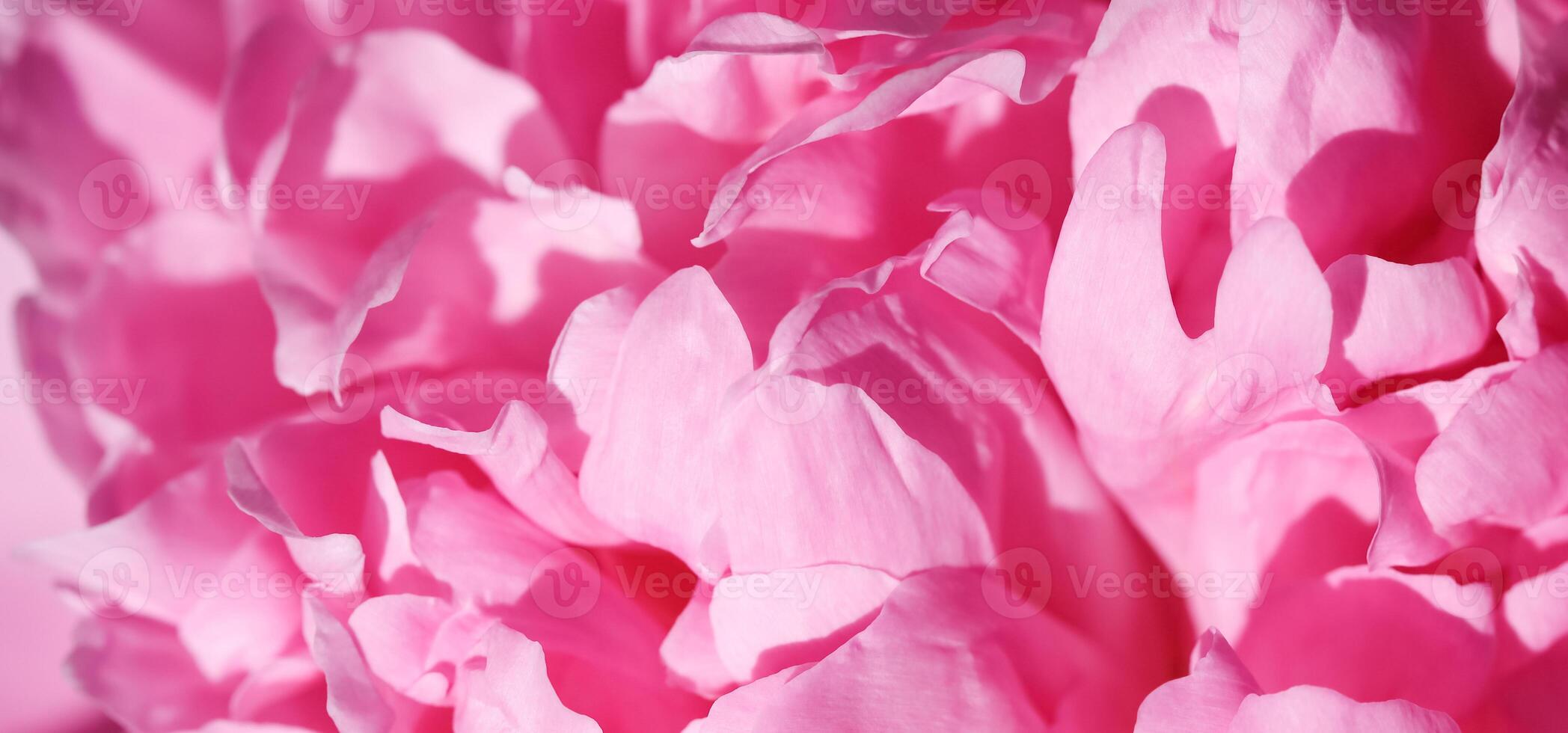 Soft focus, abstract floral background, pink peony flower petals. Macro flowers backdrop for holiday brand design photo