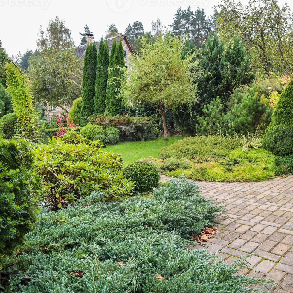 Landscaping of a garden with a bright green lawn, colorful shrubs, decorative evergreen plants and shaped boxwood , Buxus Sempervirens in autumn. Gardening concept. photo
