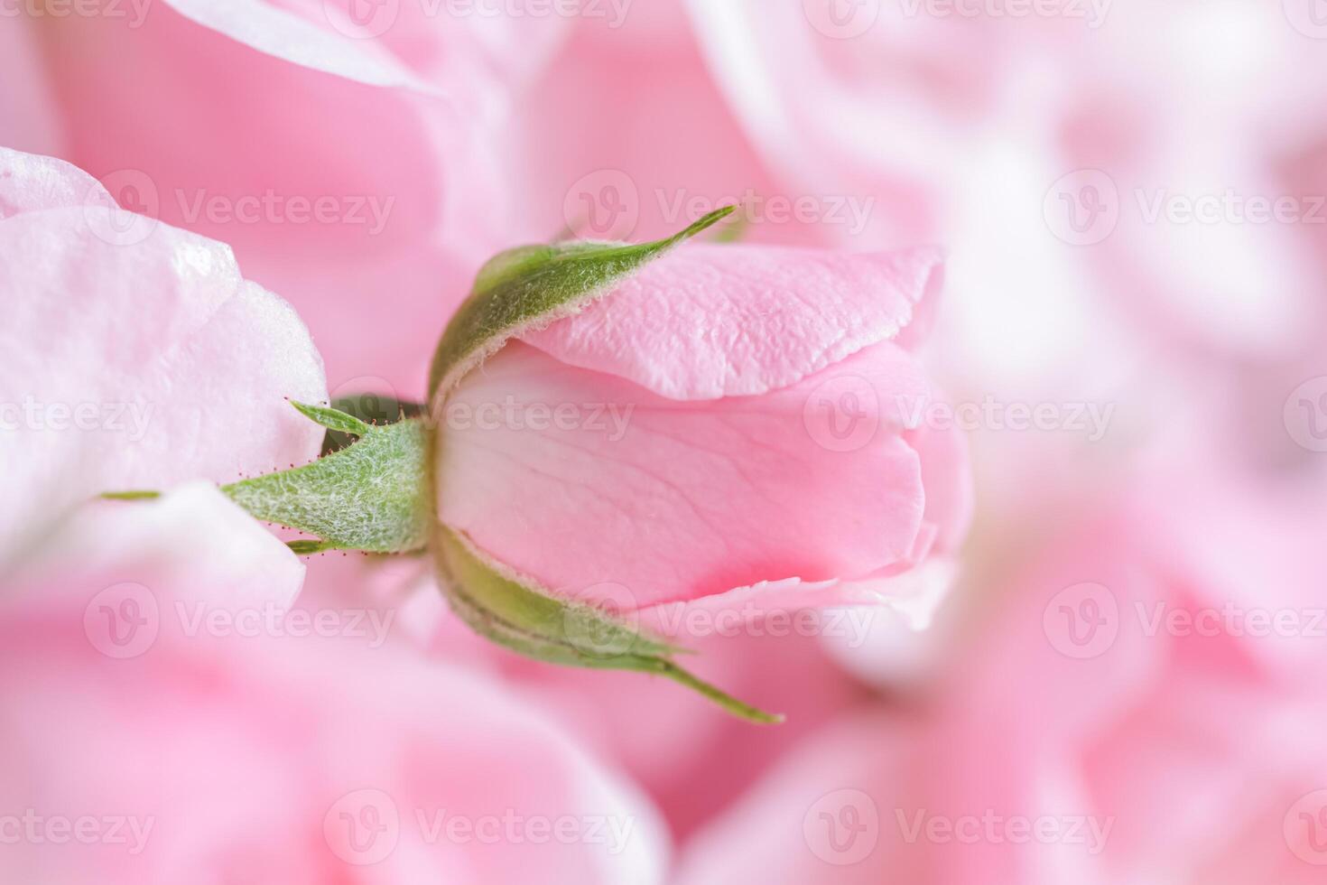Beautiful pink rose with water drops. Can be used as background. Soft focus. Romantic style photo