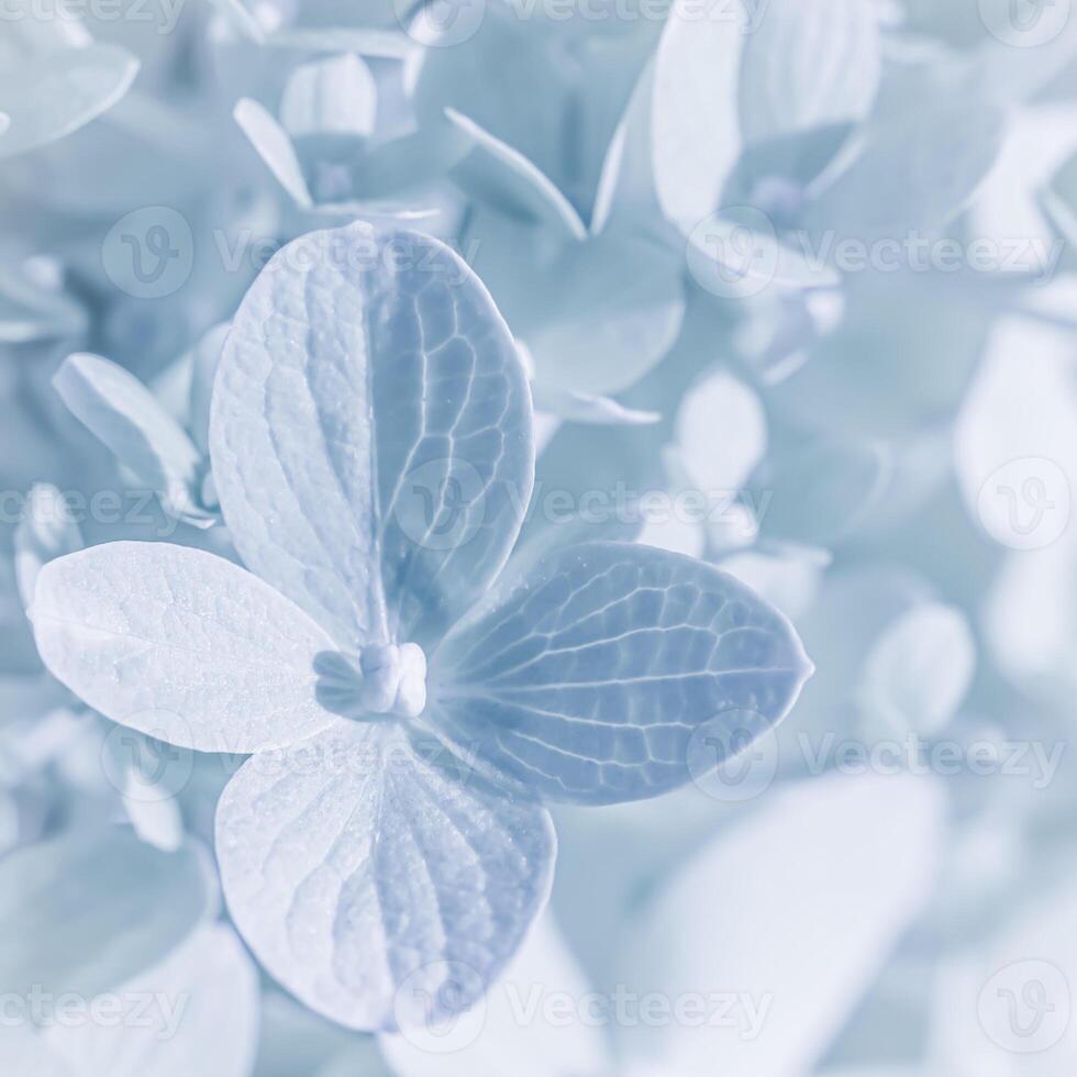 Background of white blue petals of Hydrangea or Hydrangea. Soft focus photo
