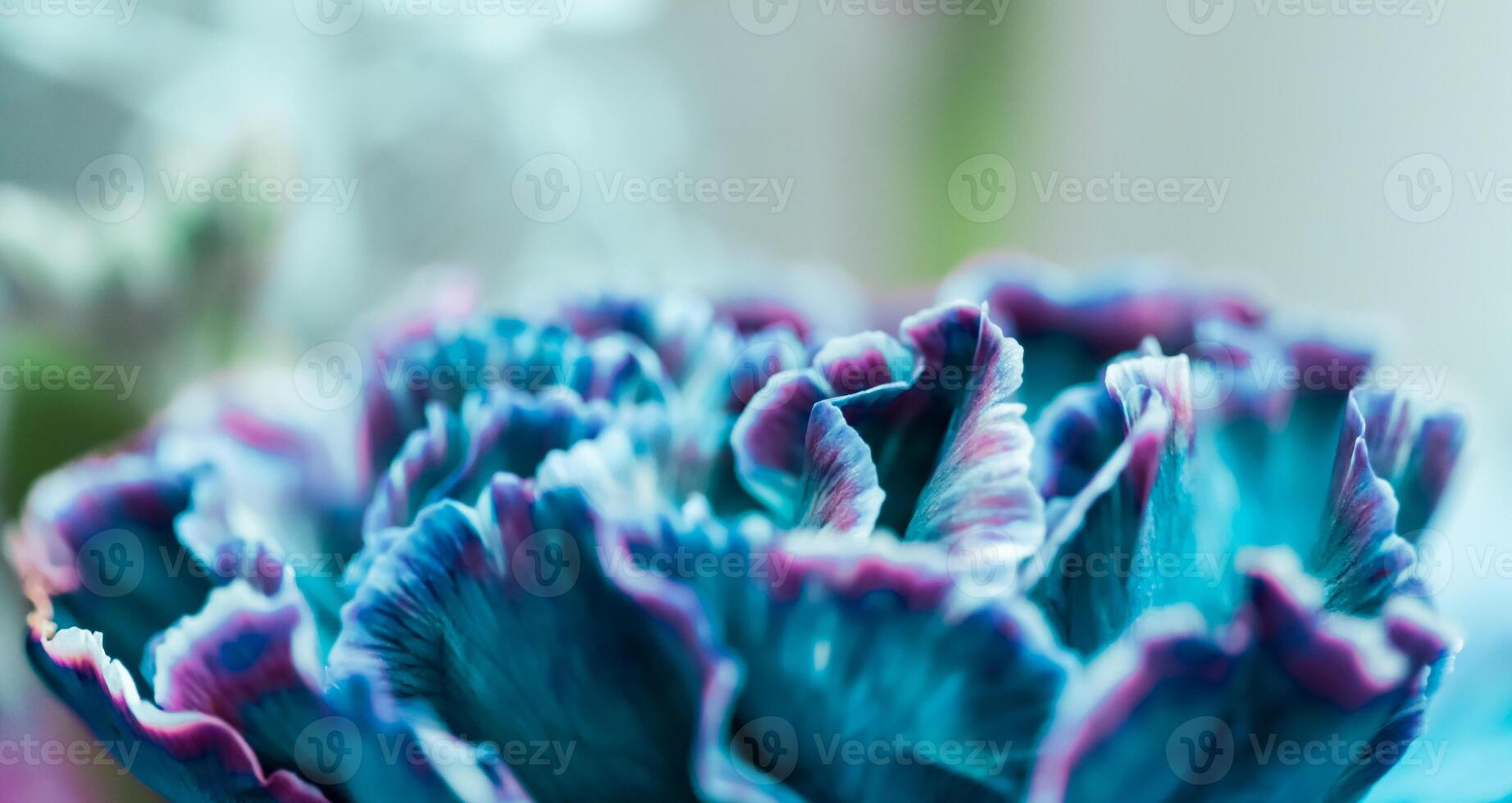 Abstract floral background, blue carnation flower. Macro flowers backdrop for holiday brand design photo