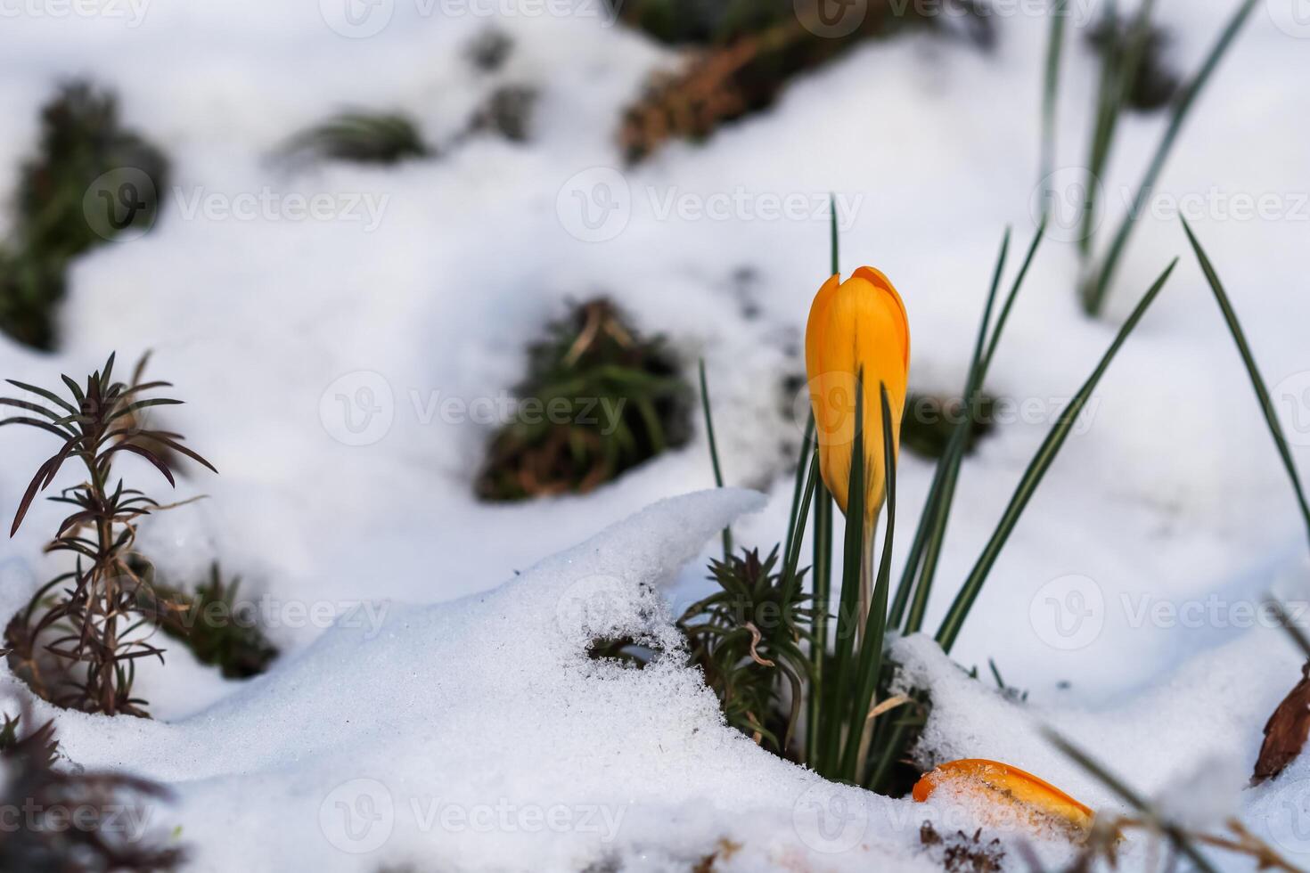 The first yellow crocuses from under the snow in the garden on a sunny day photo