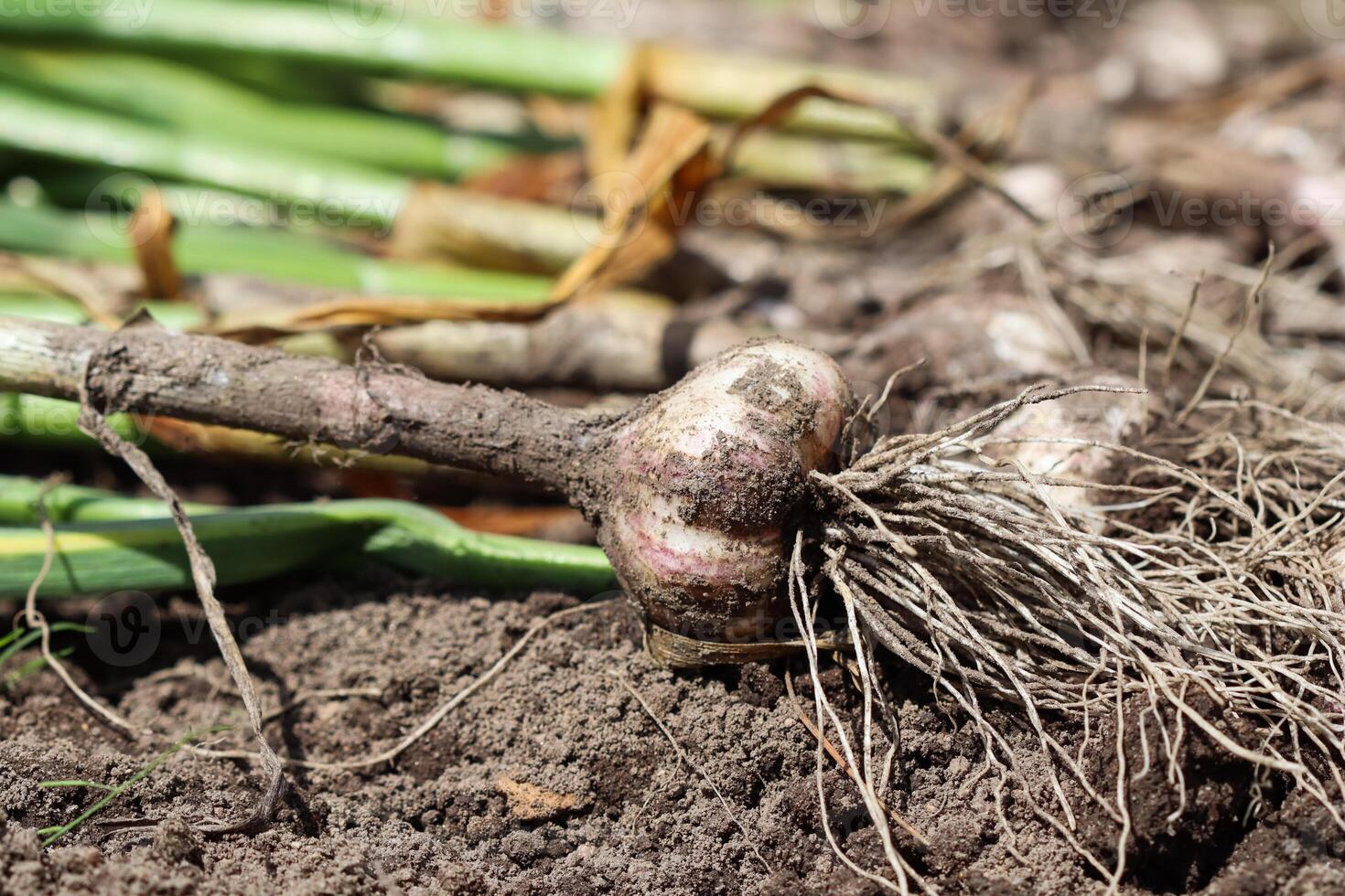 Harvesting garlic in the garden. Harvest concept photo