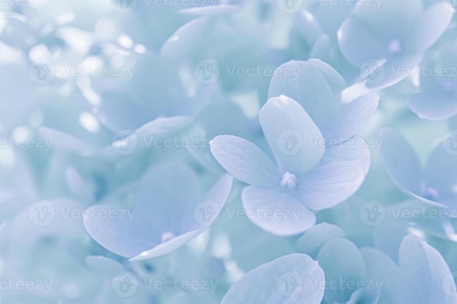 Background of white blue petals of Hydrangea or Hydrangea. Soft focus photo