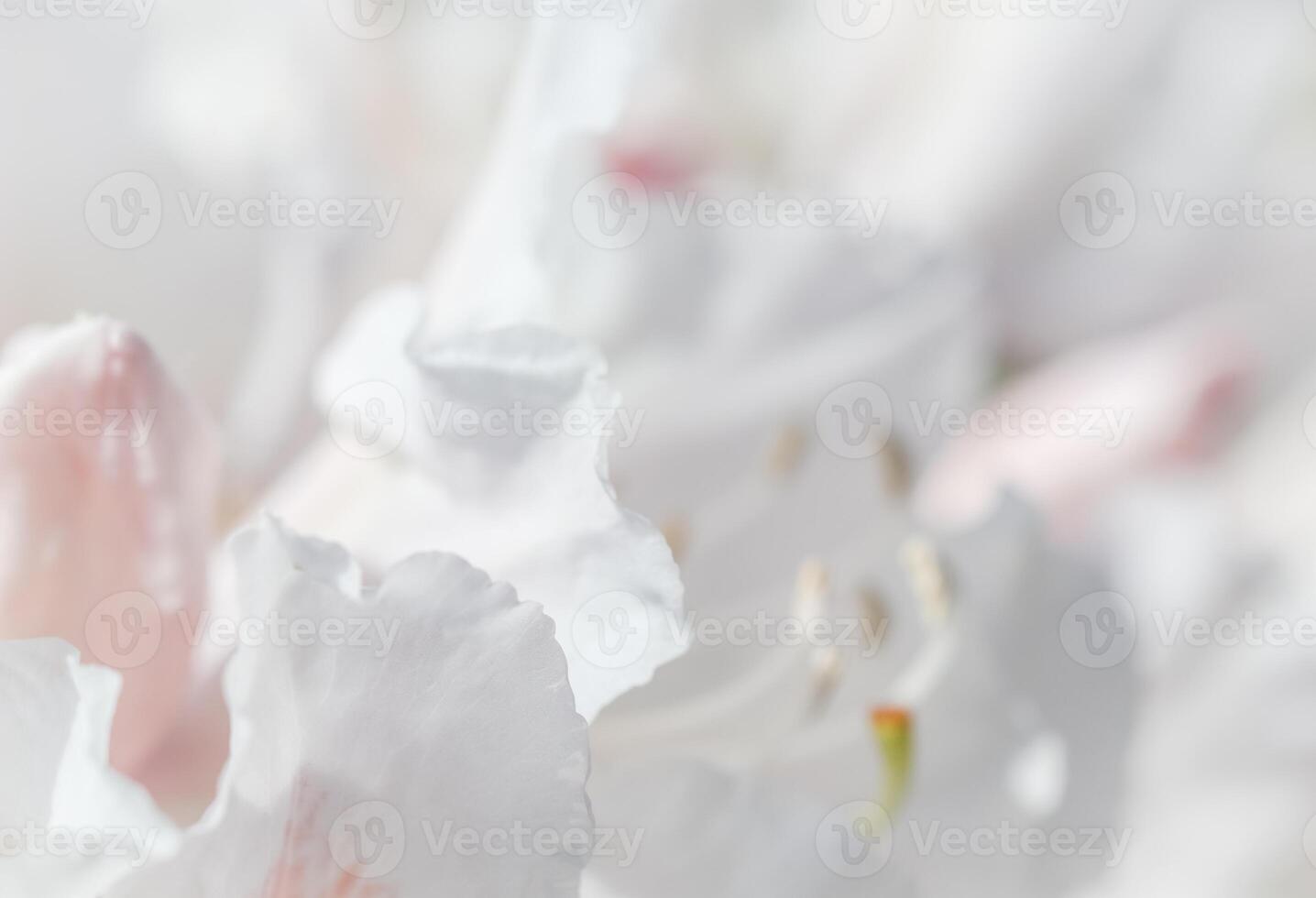 Soft focus, abstract floral background, white Rhododendron flower petals. Macro flowers backdrop for holiday brand design photo