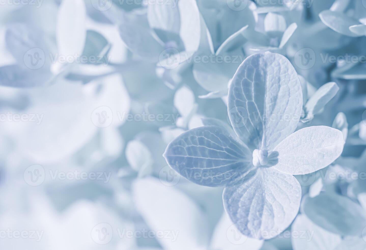 Background of white blue petals of Hydrangea or Hydrangea. Soft focus photo