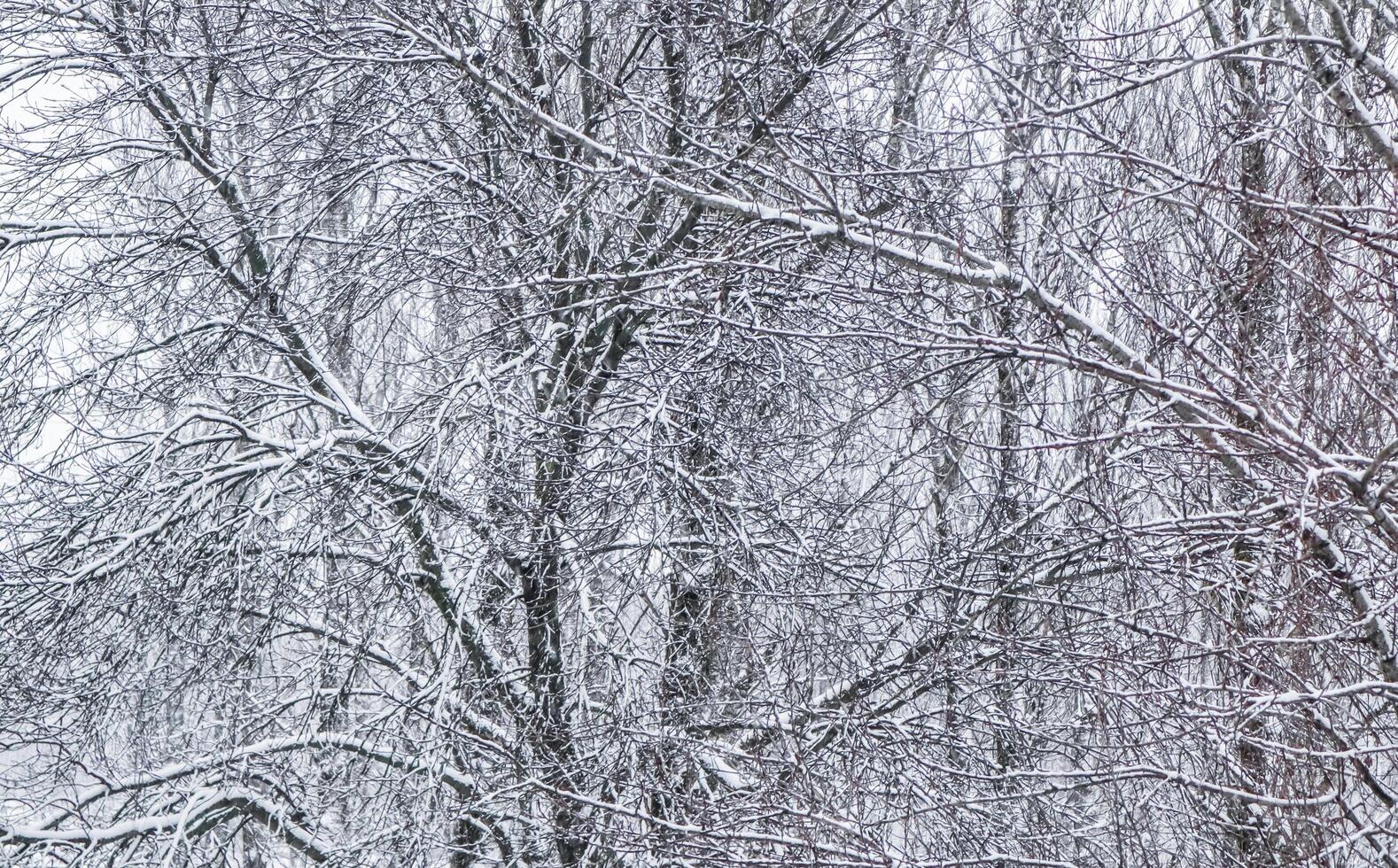 Fairytale fluffy snow-covered trees branches, nature scenery with white snow and cold weather. Snowfall in winter park photo