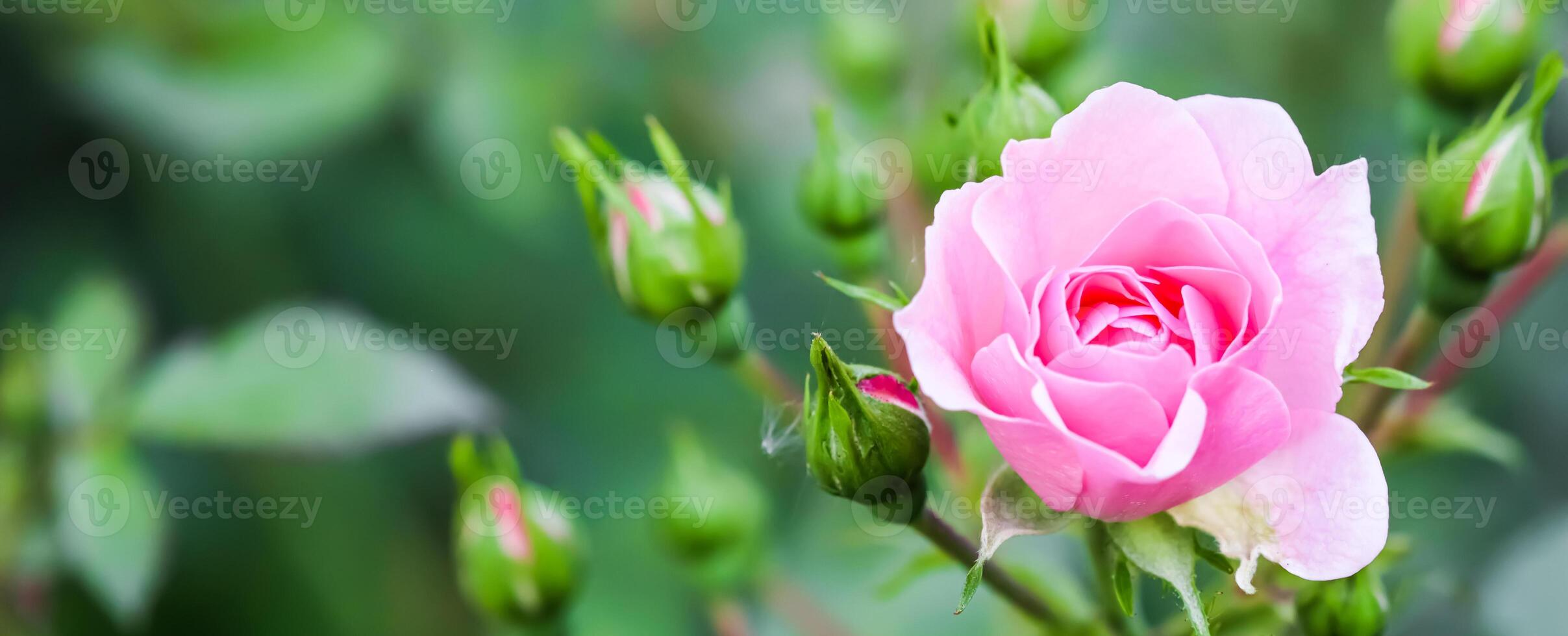 Soft pink rose Bonica with buds in the garden. Perfect for background of greeting cards for birthday, Valentine's Day and Mother's Day photo