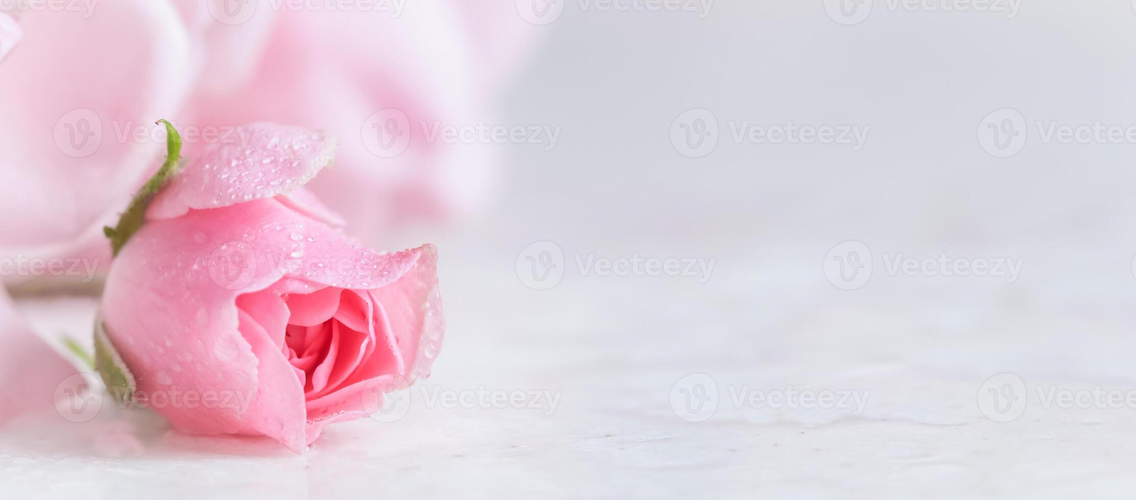 Beautiful pink rose with water drops on white marble. Can be used as background. Soft focus. Romantic style photo