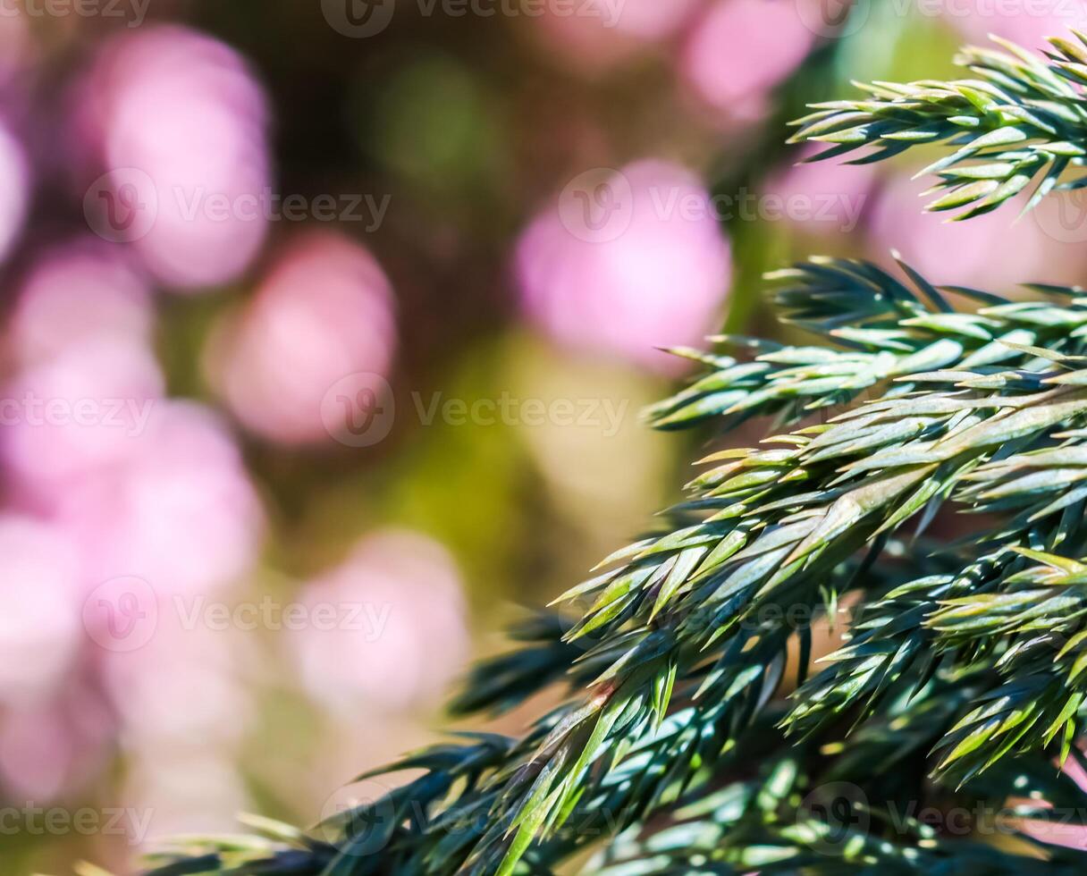 Blue evergreen conifer branches of Juniperus squamata Blue Carpet on a blurred background of pink flowers in the garden photo