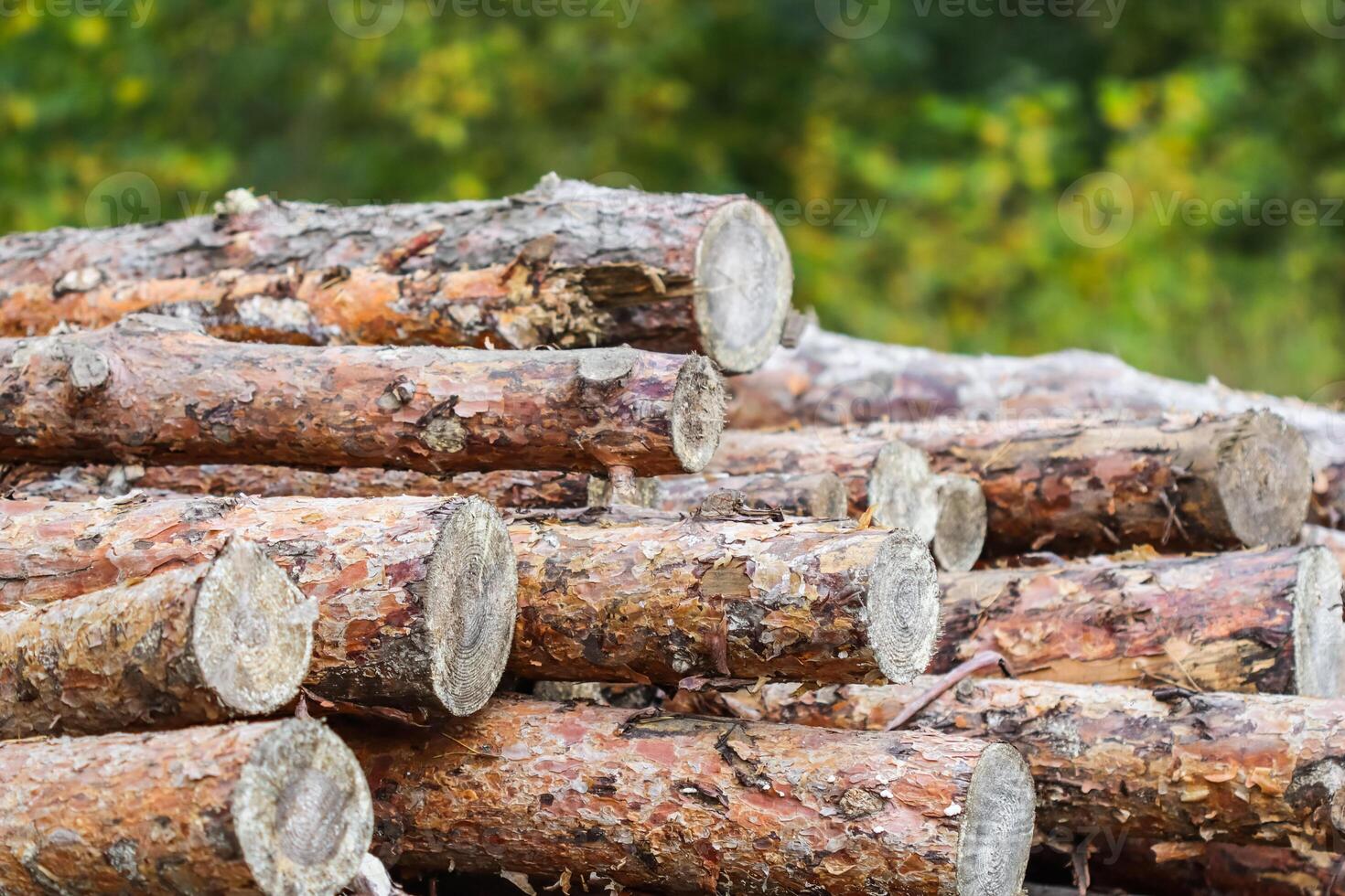 Log trunks pile, the logging timber wood industry. Wooden trunks on autumn forest background photo