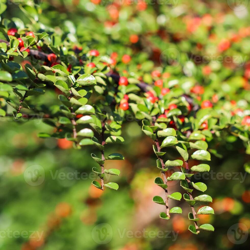 Green leaves on the branches of a horizontal cotoneaster bush in a sunny garden in autumn. Bokeh background photo