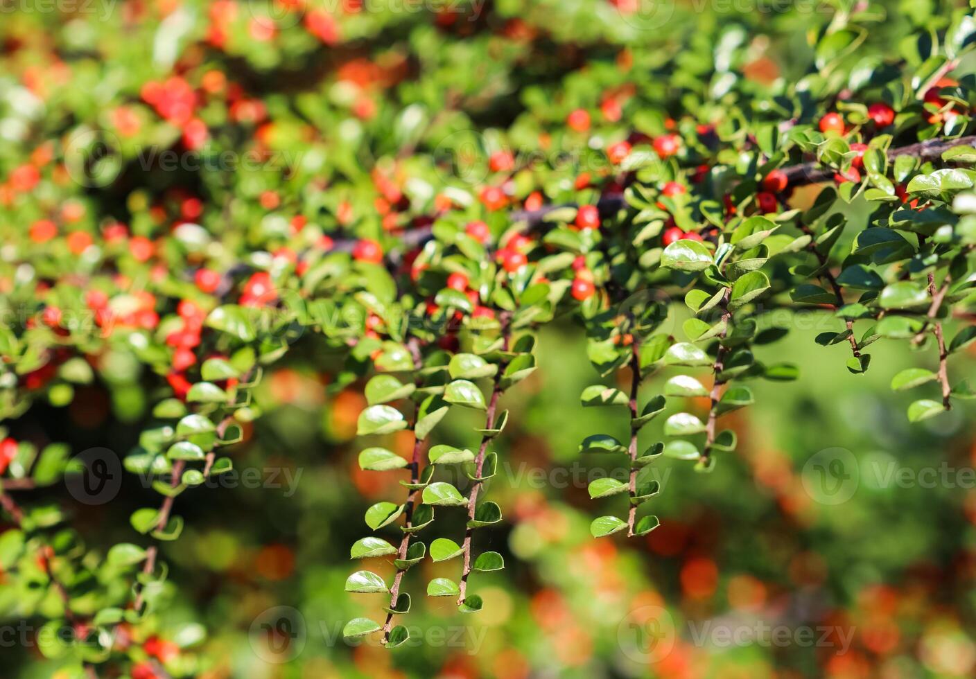 Green leaves on the branches of a horizontal cotoneaster bush in a sunny garden in autumn. Bokeh background photo