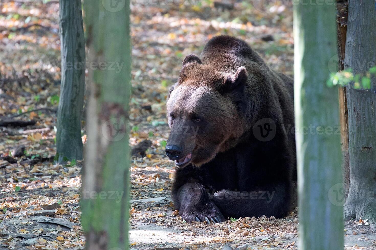 Brown bear in the forest photo