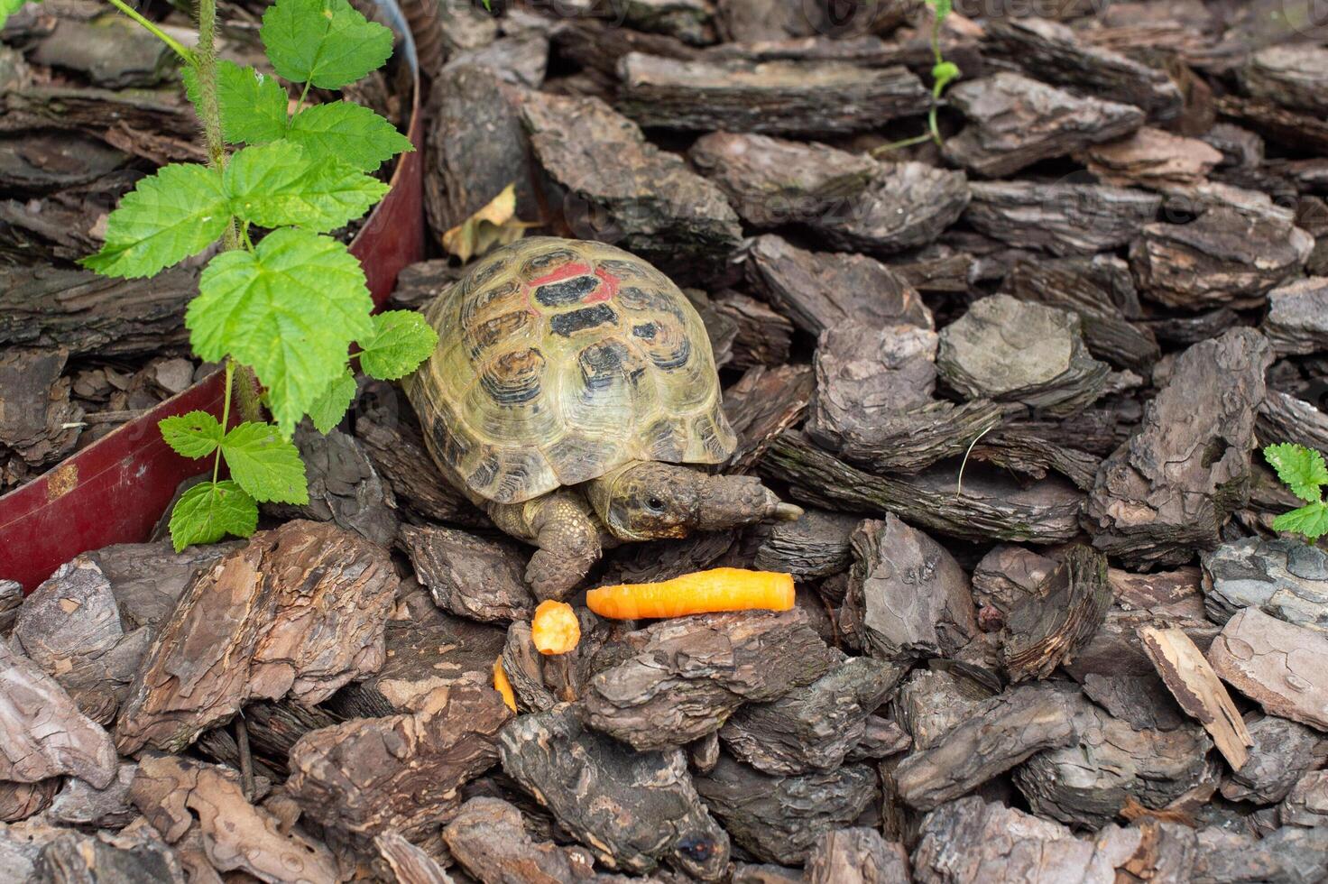 Turtle Feasting on Carrots Amidst Bark and Greenery photo
