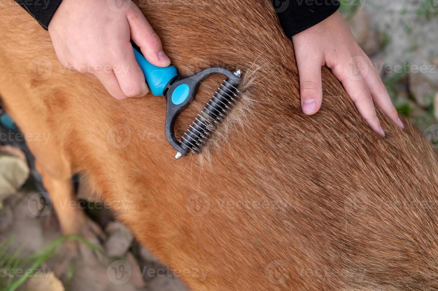 Pet Grooming Session with Brush and Hand on Dog's Fur photo
