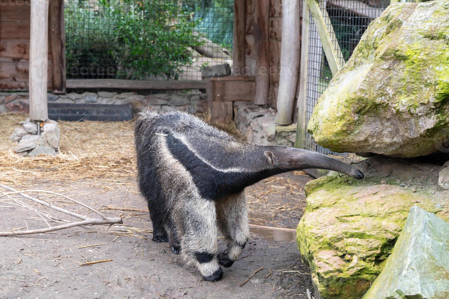 Giant Anteater Exploring Enclosure in Wildlife Sanctuary photo