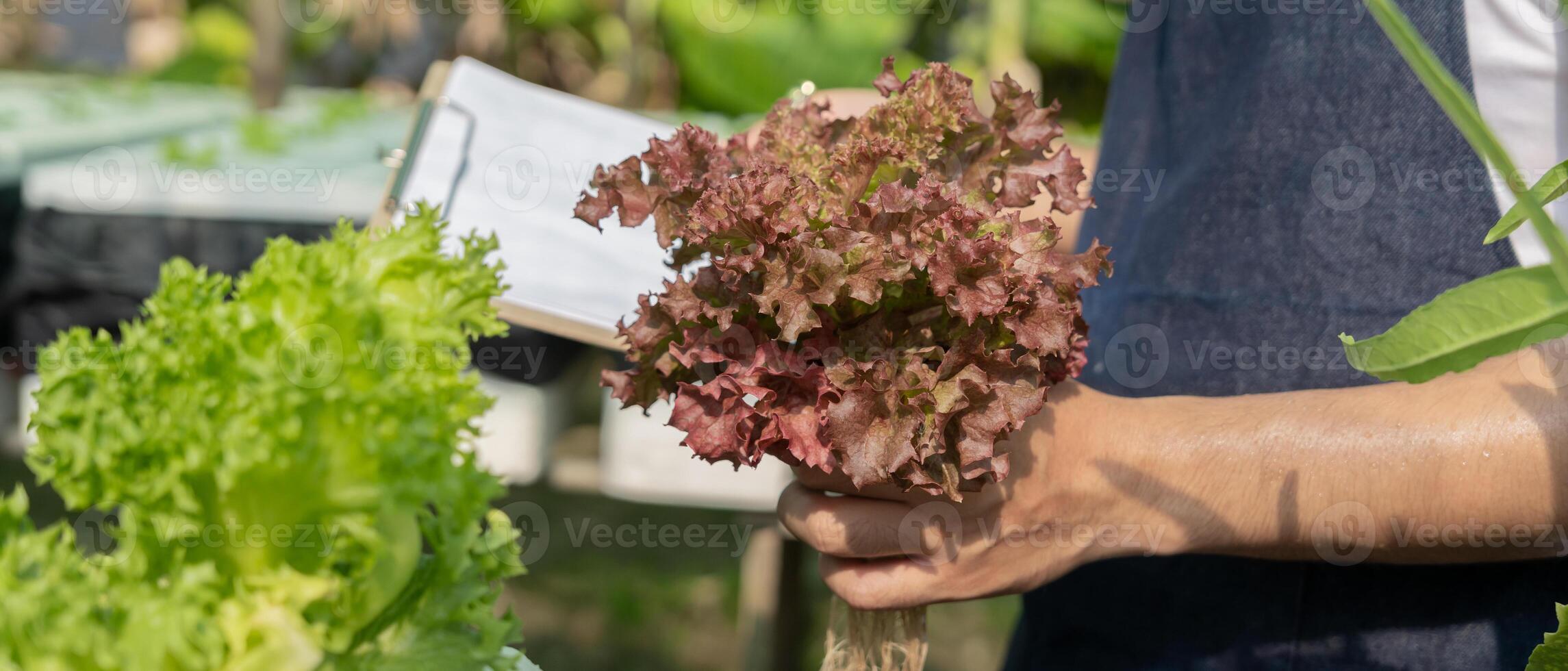 Organic farming, vegetable farm. Farmers recheck quality record on data on checklist. grow naturally, Ecological Biological, Healthy, Technology, non toxic, harvest, scientific , academic photo