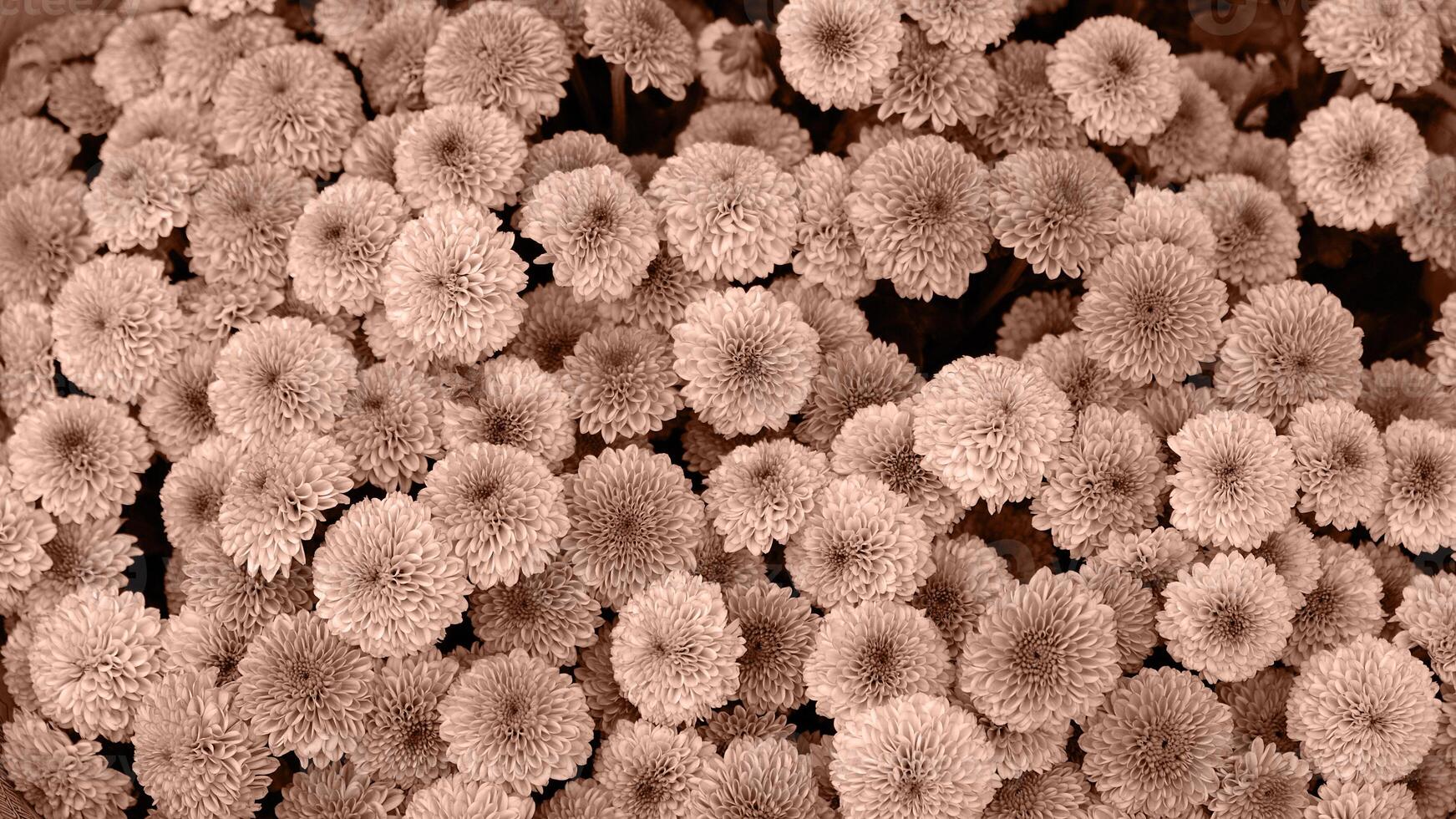 Beautiful banner blooming chrysanthemums. Close-up of flowers, abstract soft floral background. Color Of The Year 2025 - Mocha Mousse photo