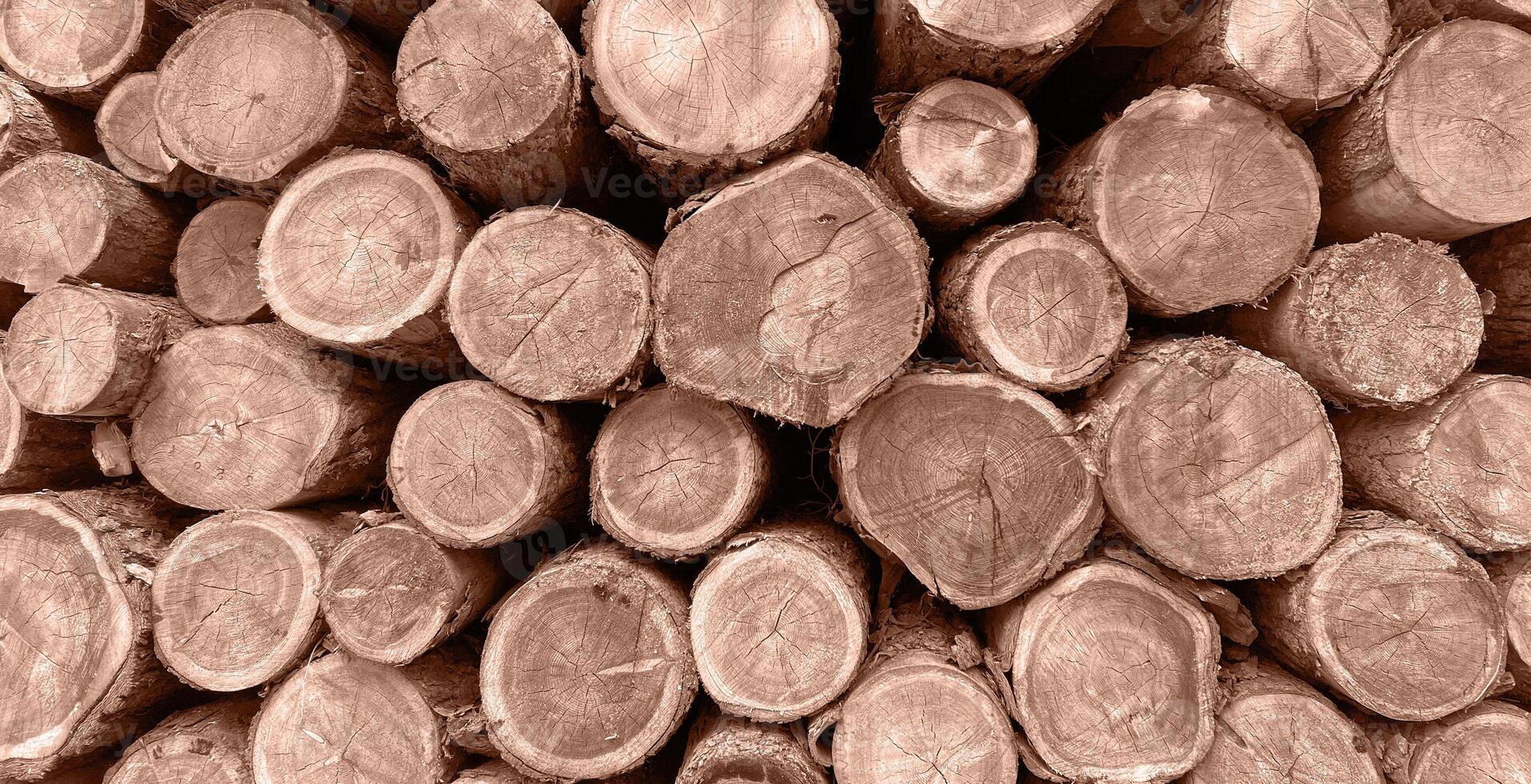 Pile of log trunks, logging timber wood industry. Firewood. Lumber wood. Wood texture. Trunk with cracks and sawed annual rings cut of surface of wooden stump. Mocha Mousse, Color of the Year 2025. photo