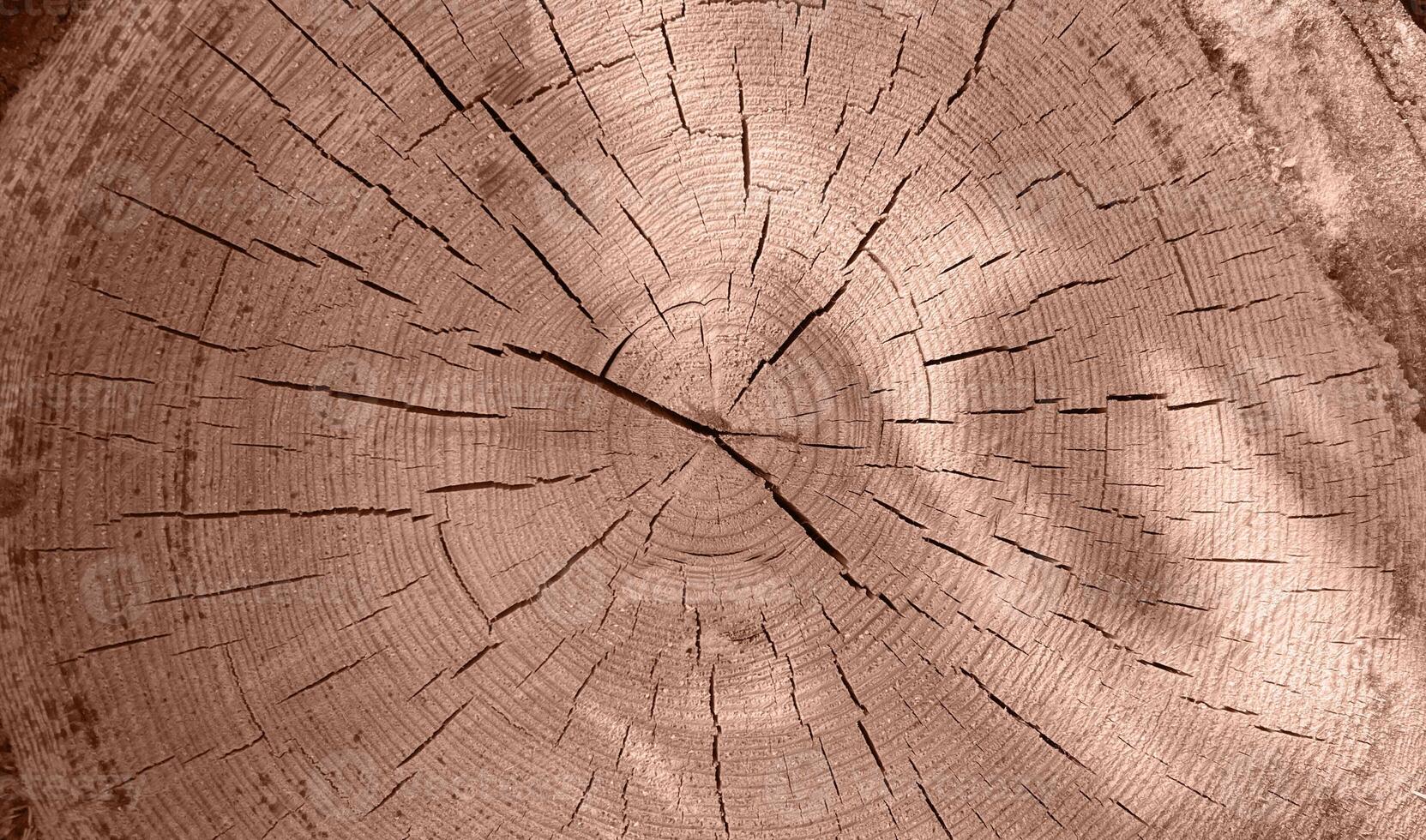 Pile of log trunks, logging timber wood industry. Firewood. Lumber wood. Wood texture. Trunk with cracks and sawed annual rings cut of surface of wooden stump. Mocha Mousse, Color of the Year 2025. photo