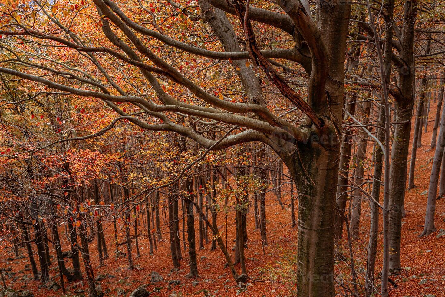 Red forest in autumn at Colle del Melogno, Italy. photo