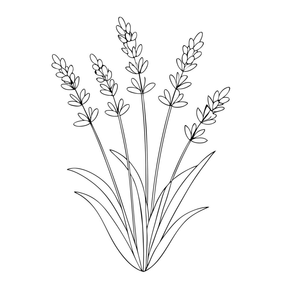 Lavender flower outline coloring book page line art drawing for children and adults vector