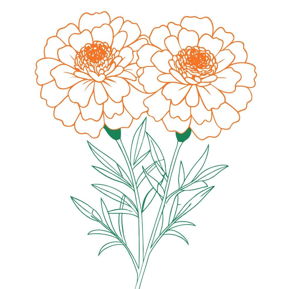 Hand-drawn marigold flower coloring book page line art drawing for children and adults vector