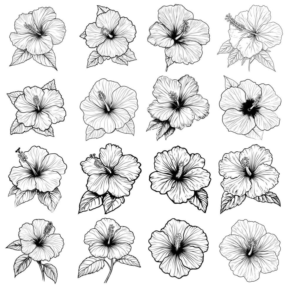 Hibiscus Flower Line Art Illustrations, Black and White Floral Designs for Botanical and Tropical Themes vector