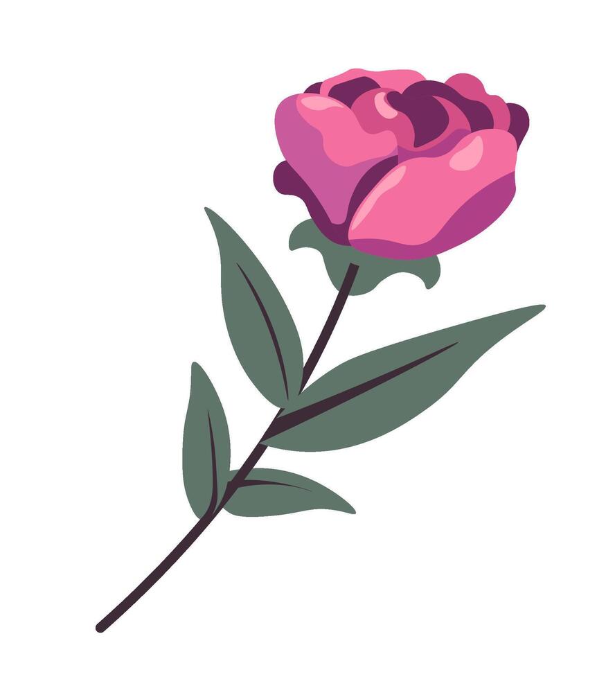 an Elegant Rose Illustration vector
