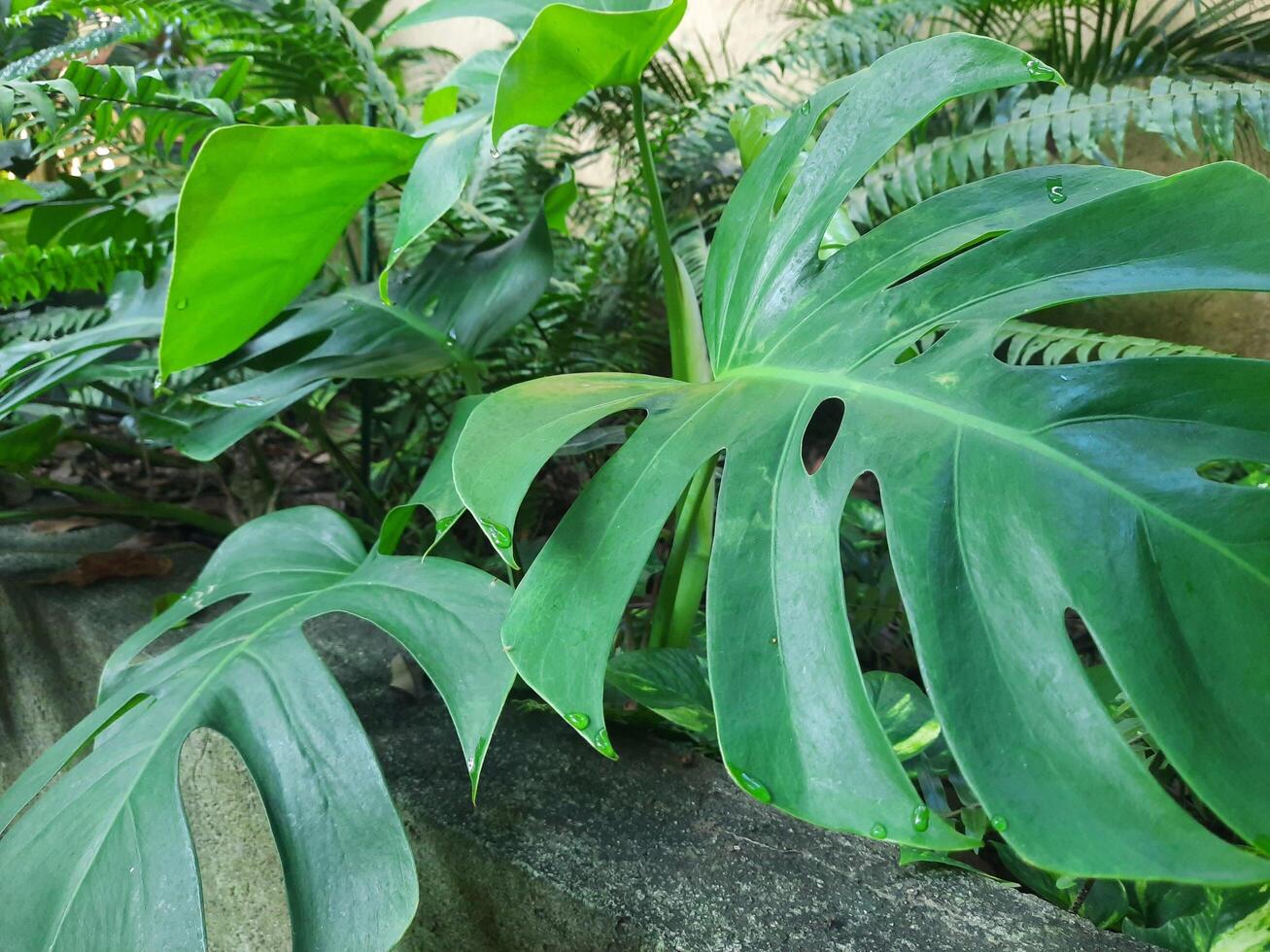 Monstera leaf closeup photo