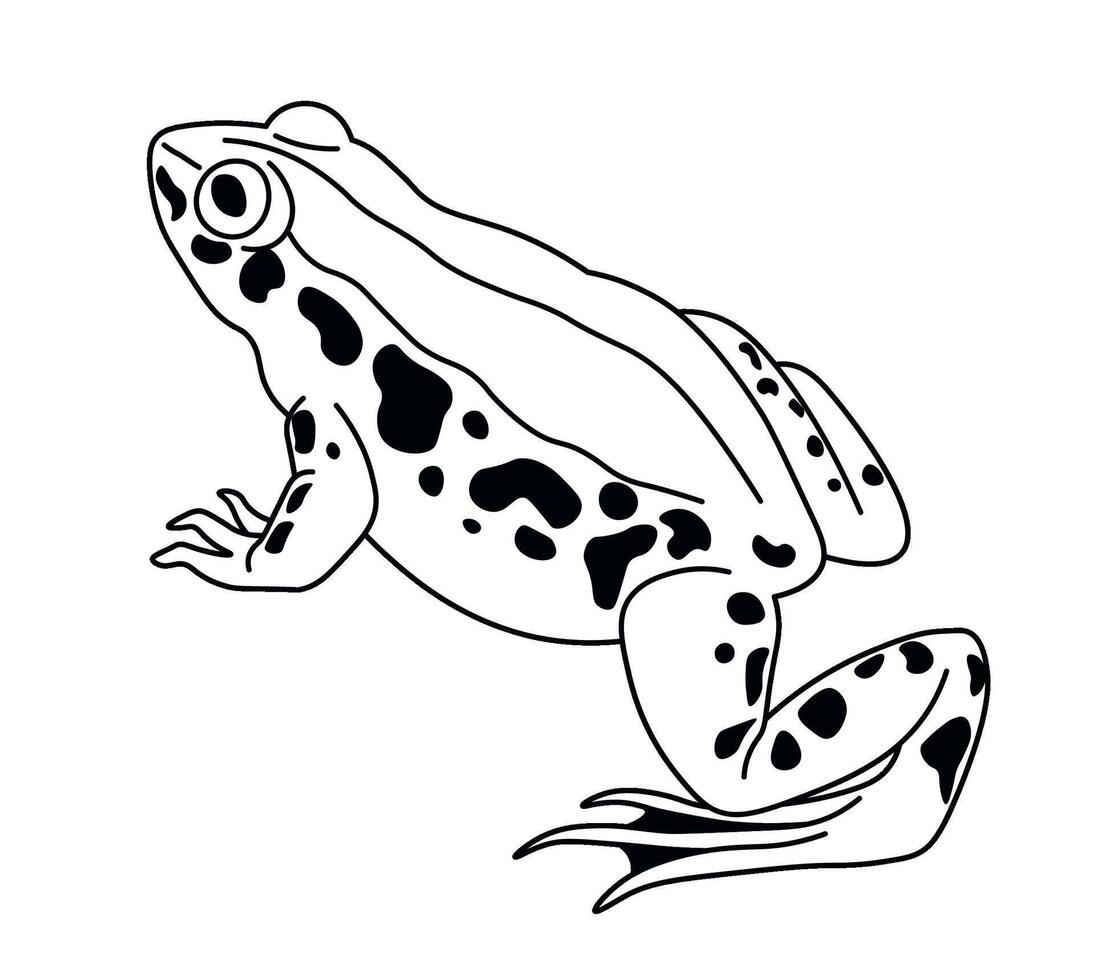 Spotted Frog Side View Perched vector