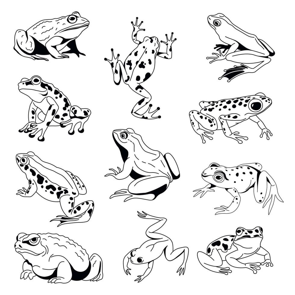 Diverse Frogs Art Collection vector